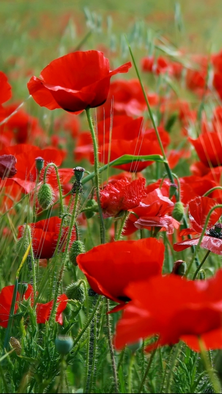 Descarga gratuita de fondo de pantalla para móvil de Flores, Flor, Amapola, Tierra/naturaleza.