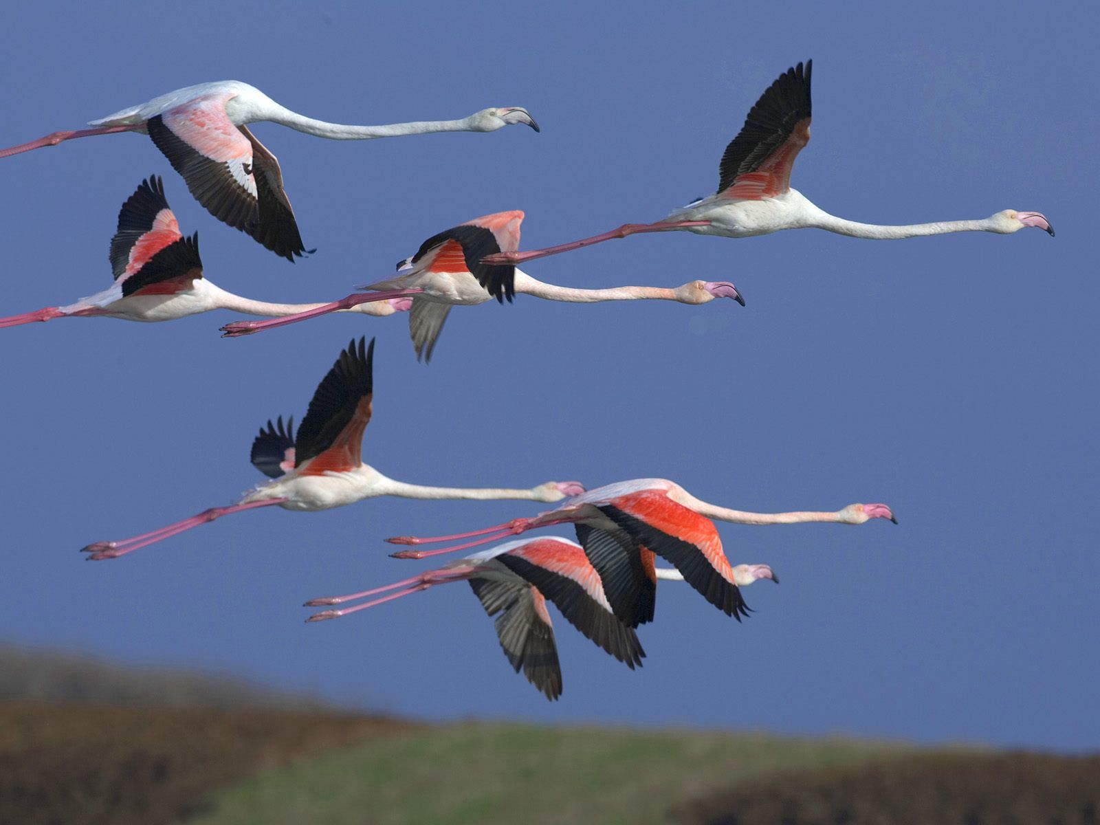 Baixe gratuitamente a imagem Animais, Céu, Voar, Voo, Rebanho, Aves, Flamingo na área de trabalho do seu PC