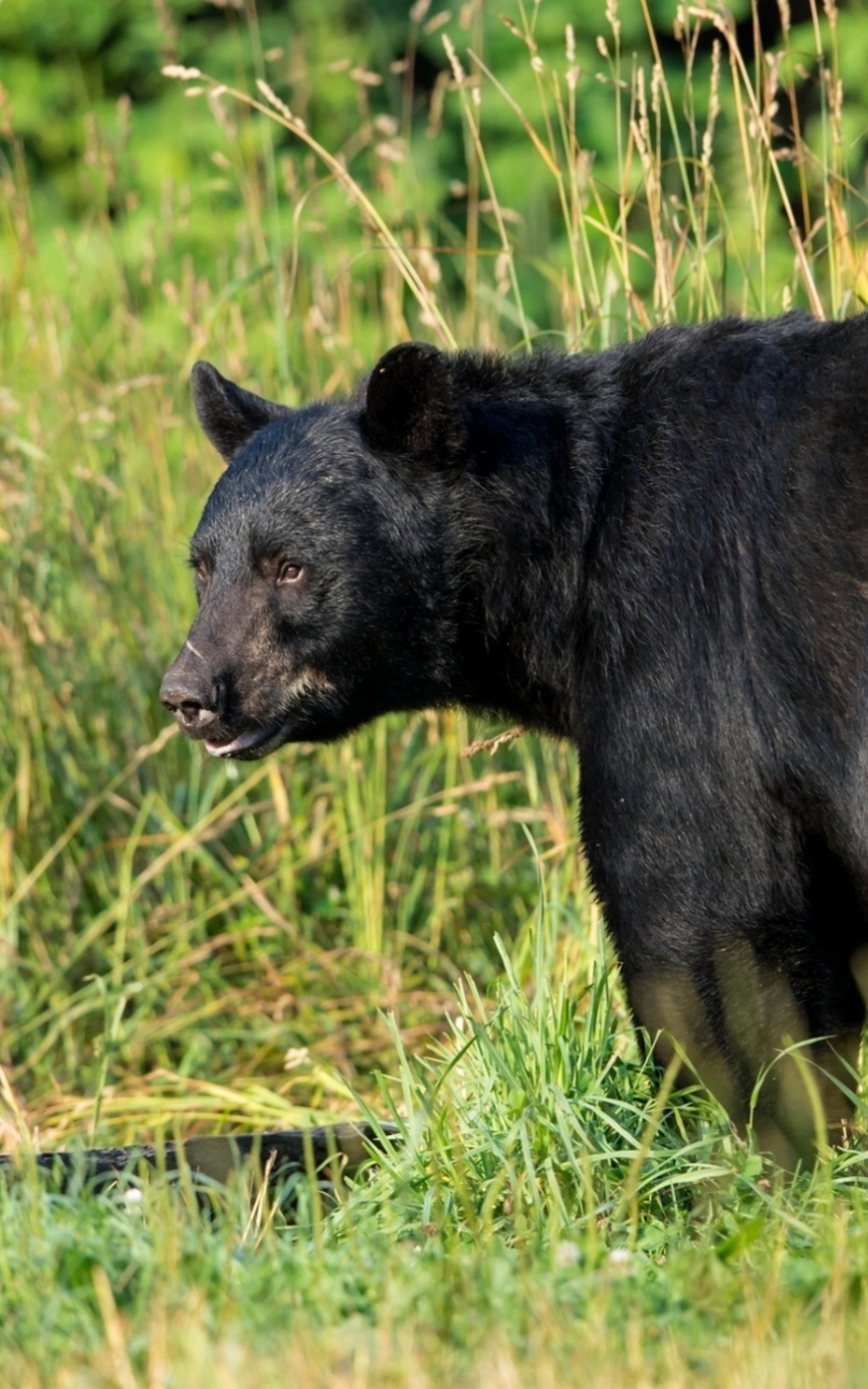 Baixar papel de parede para celular de Animais, Ursos, Urso Negro Americano gratuito.