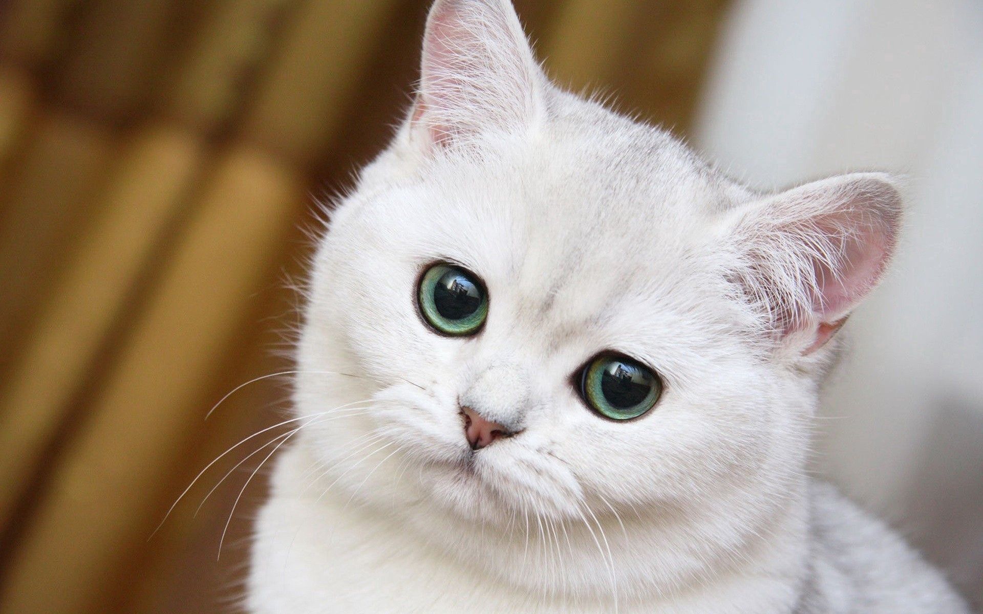 106143 скачать обои милый, белый кот, морда, животные - заставки и картинки бесплатно