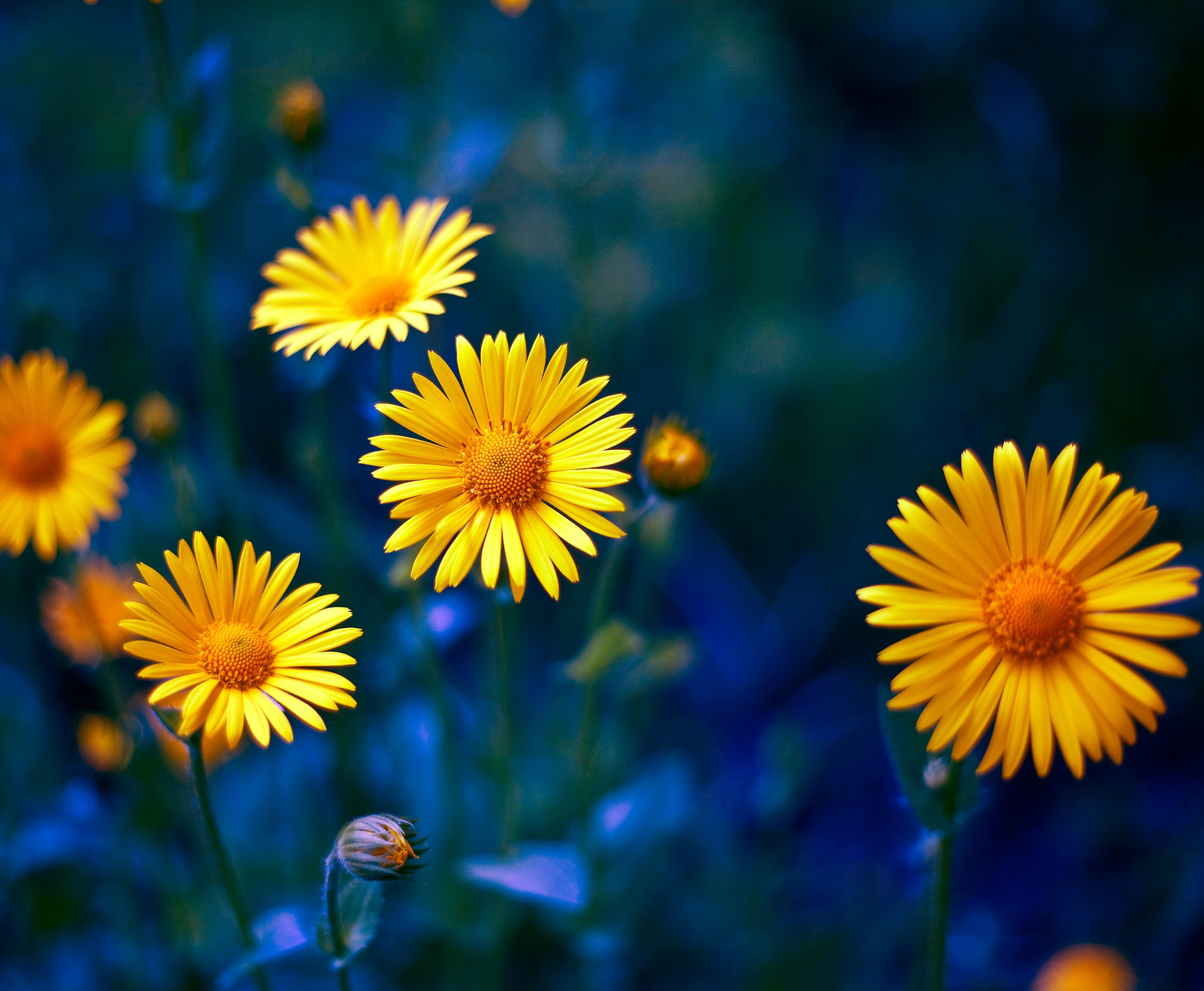 yellow flower, camomile, earth, flower, nature, flowers