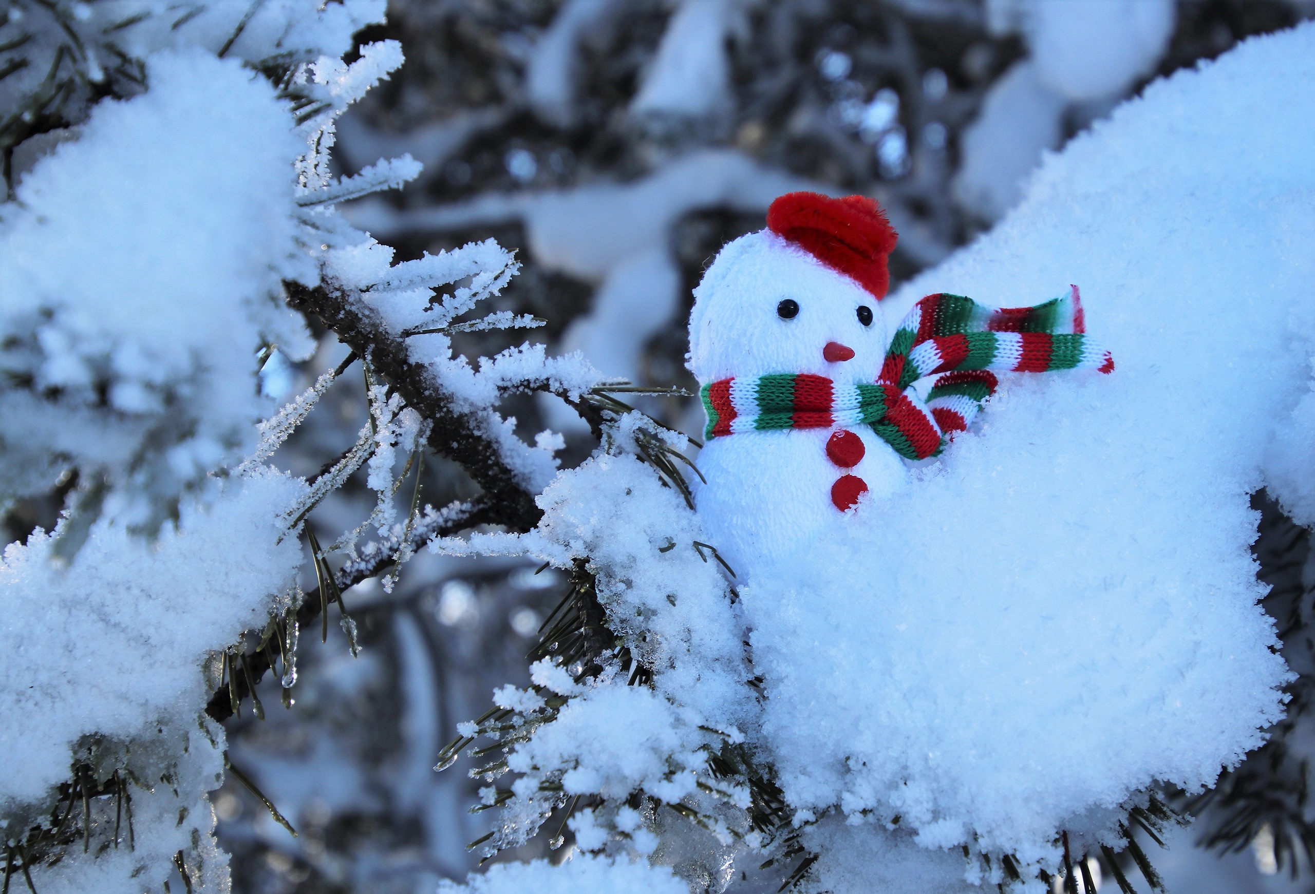 Téléchargez des papiers peints mobile Noël, Bonhomme De Neige, Photographie gratuitement.