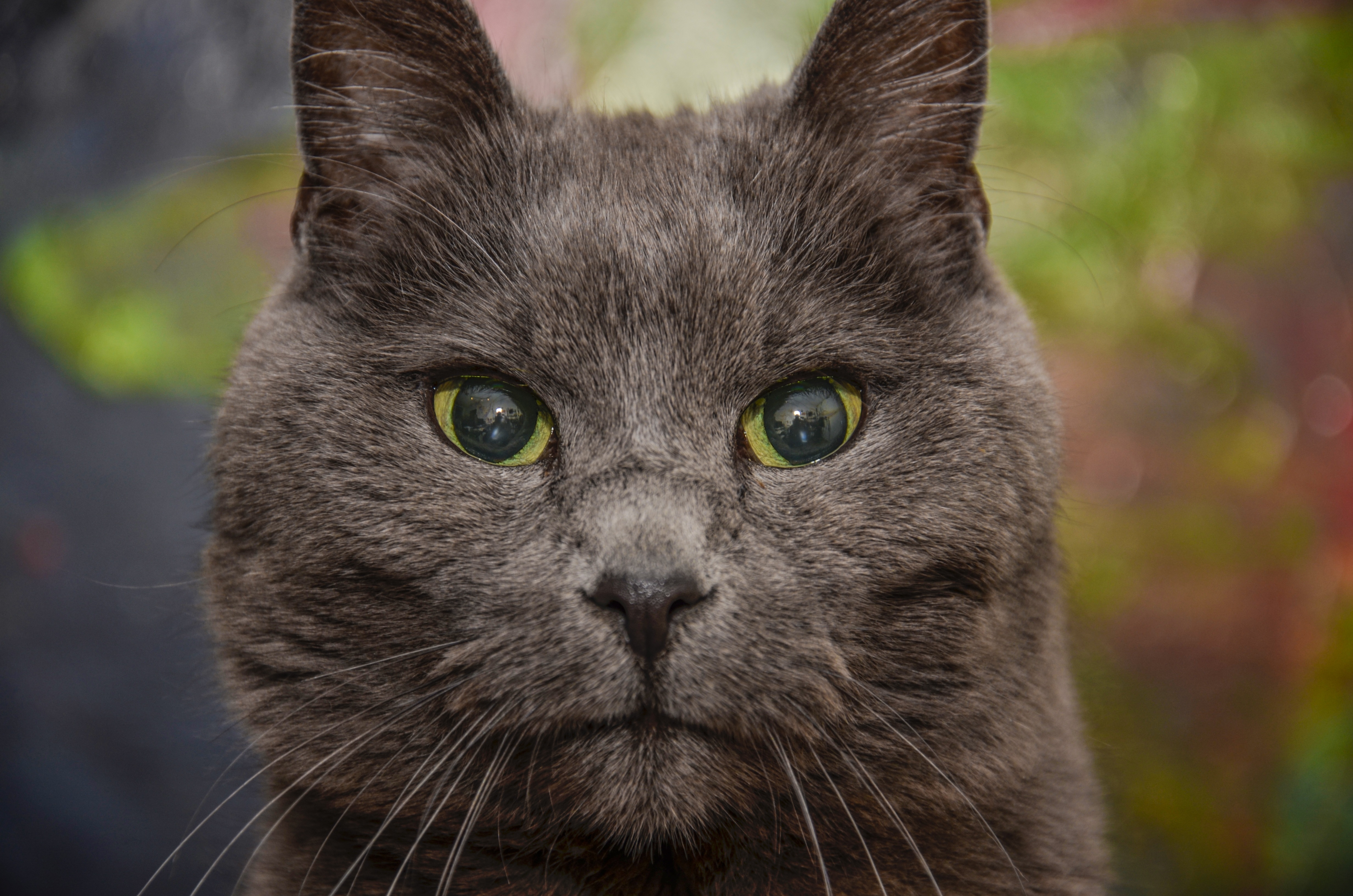 Baixe gratuitamente a imagem Animais, Gatos, Gato, Fechar Se, Olhar Fixamente na área de trabalho do seu PC