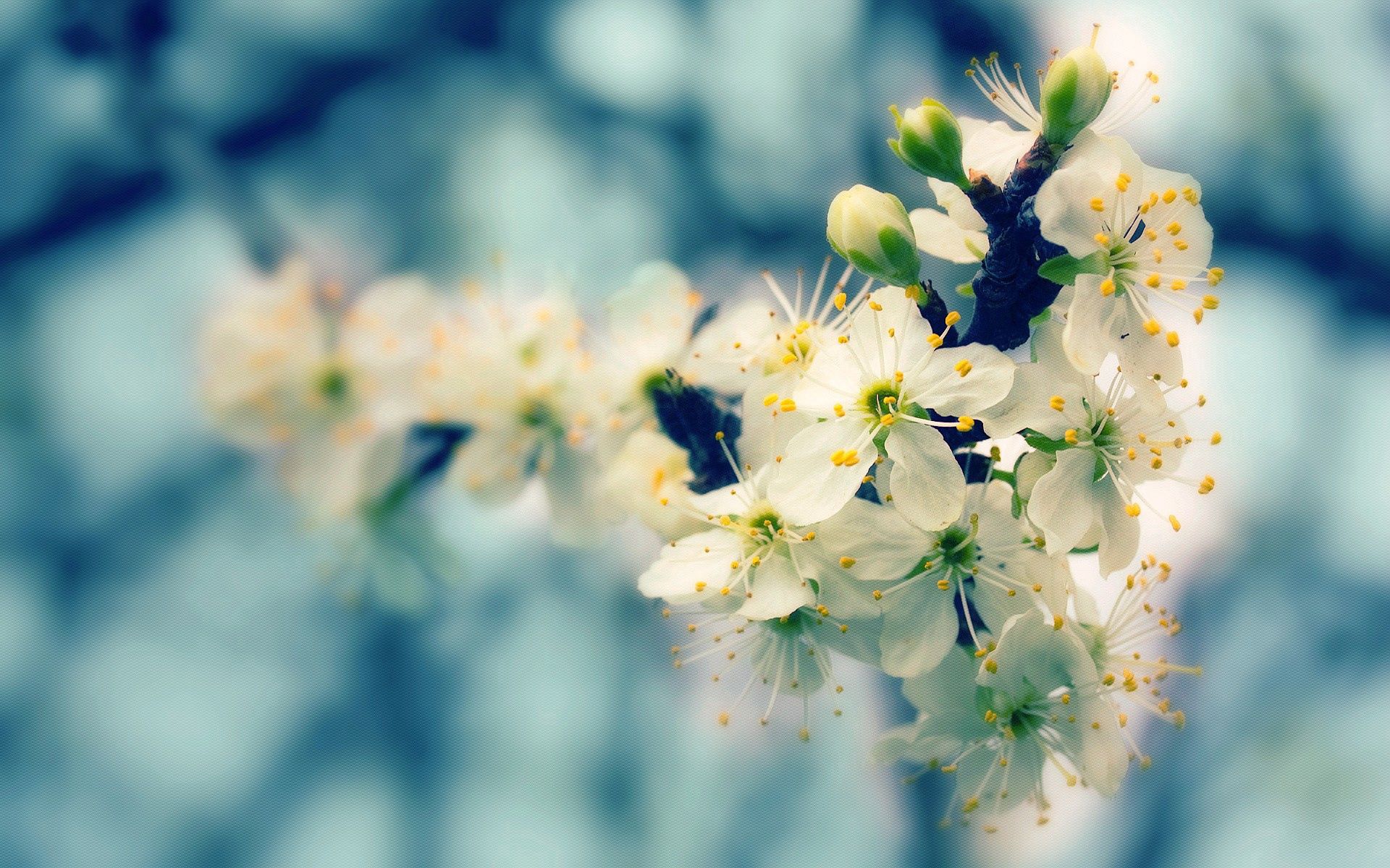 bloom, flowers, macro, glare, wood, tree, flowering, spring HD for desktop 1080p