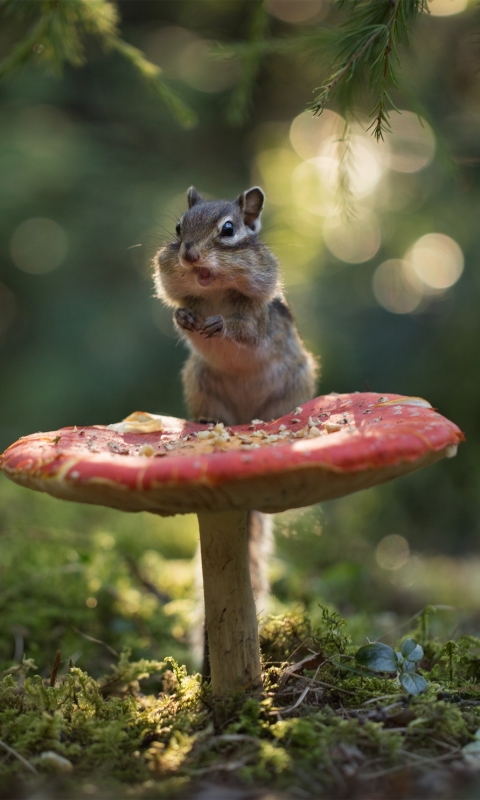 Download mobile wallpaper Animal, Mushroom, Rodent, Chipmunk for free.