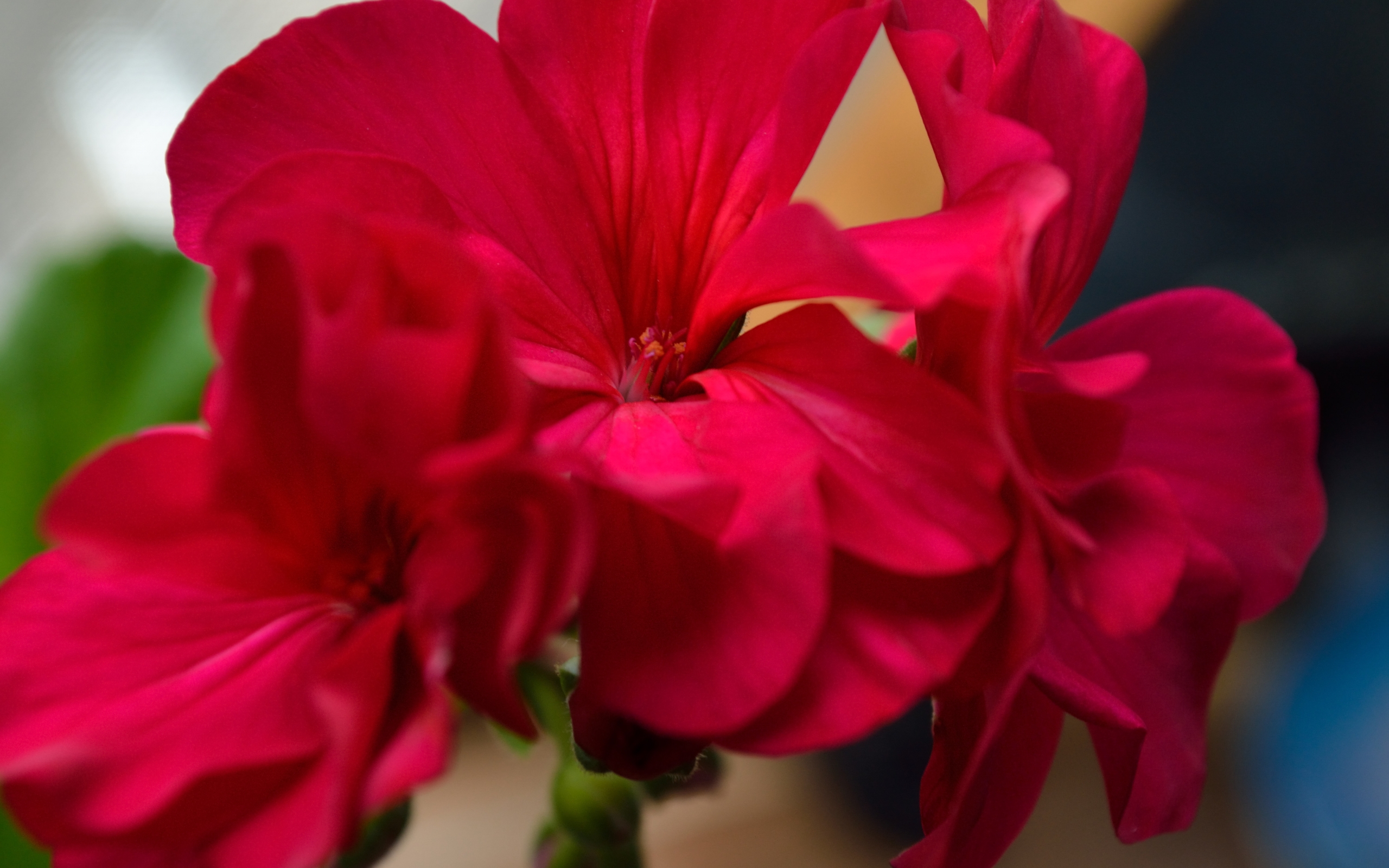 Descarga gratis la imagen Plantas, Flores en el escritorio de tu PC