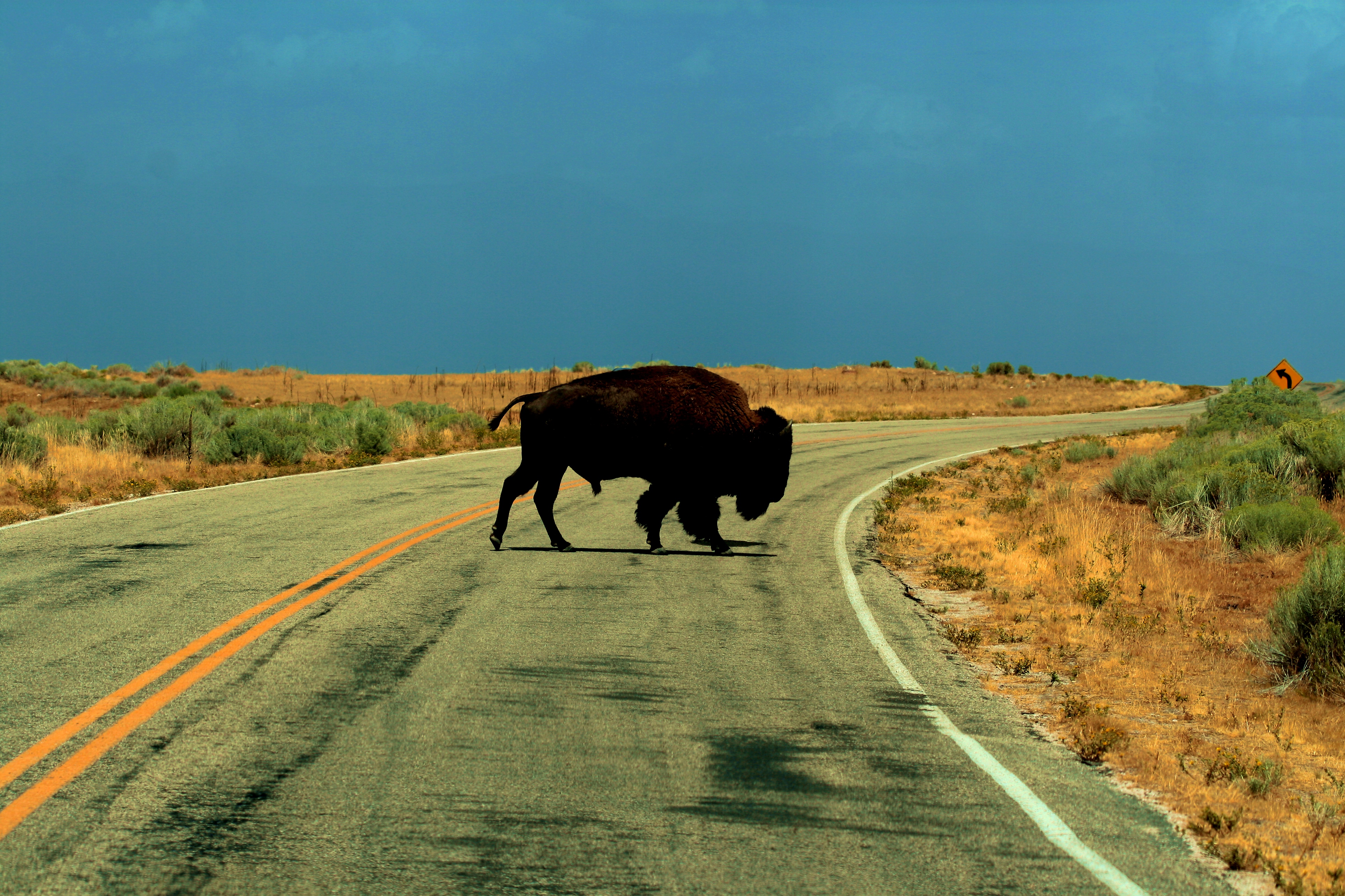 610704 Bild herunterladen tiere, amerikanischer bison - Hintergrundbilder und Bildschirmschoner kostenlos