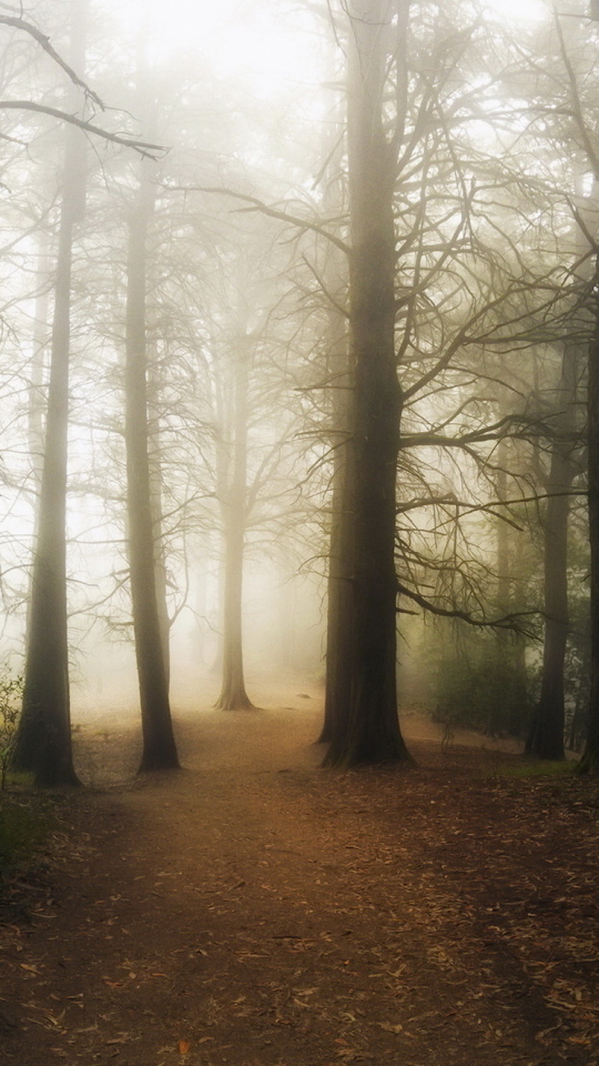 Download mobile wallpaper Nature, Forest, Tree, Fog, Earth, Path for free.