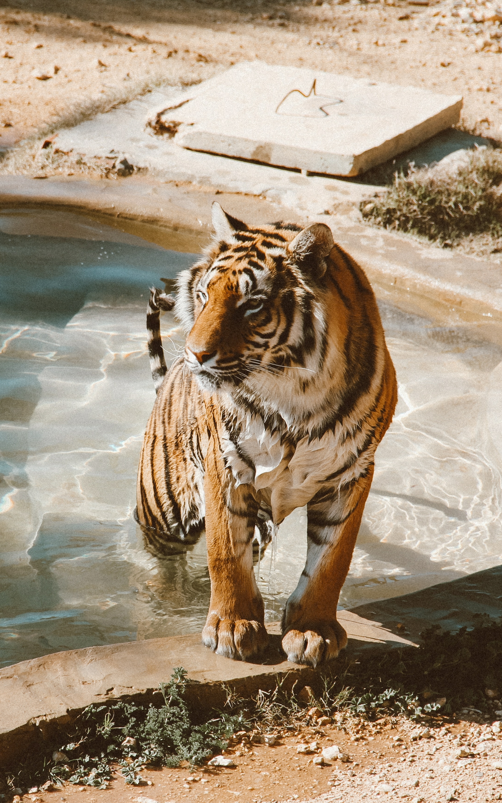 Handy-Wallpaper Tiere, Katzen, Tiger kostenlos herunterladen.