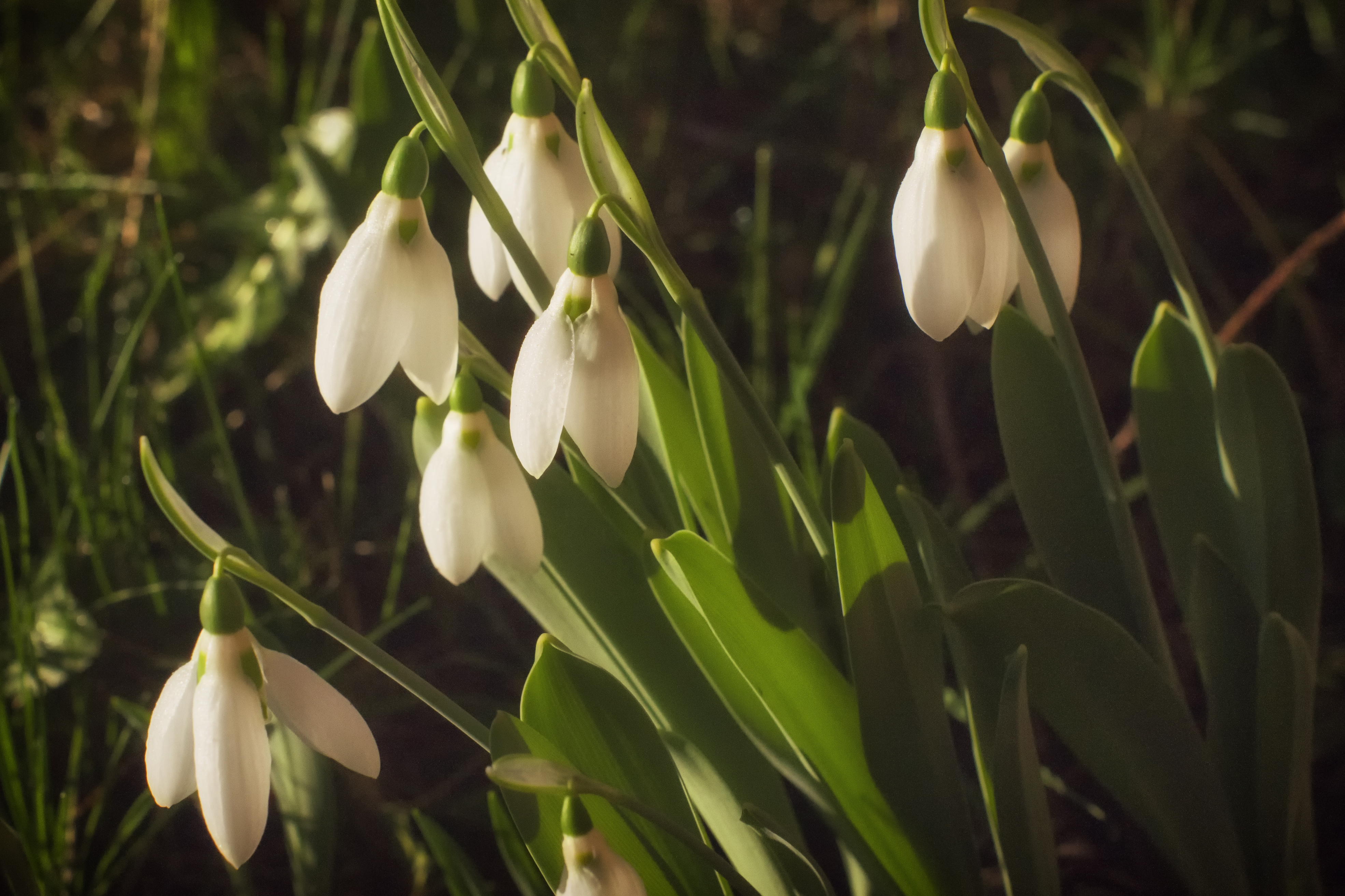 Download mobile wallpaper Snowdrop, Spring, Flowers, Flower, Earth for free.