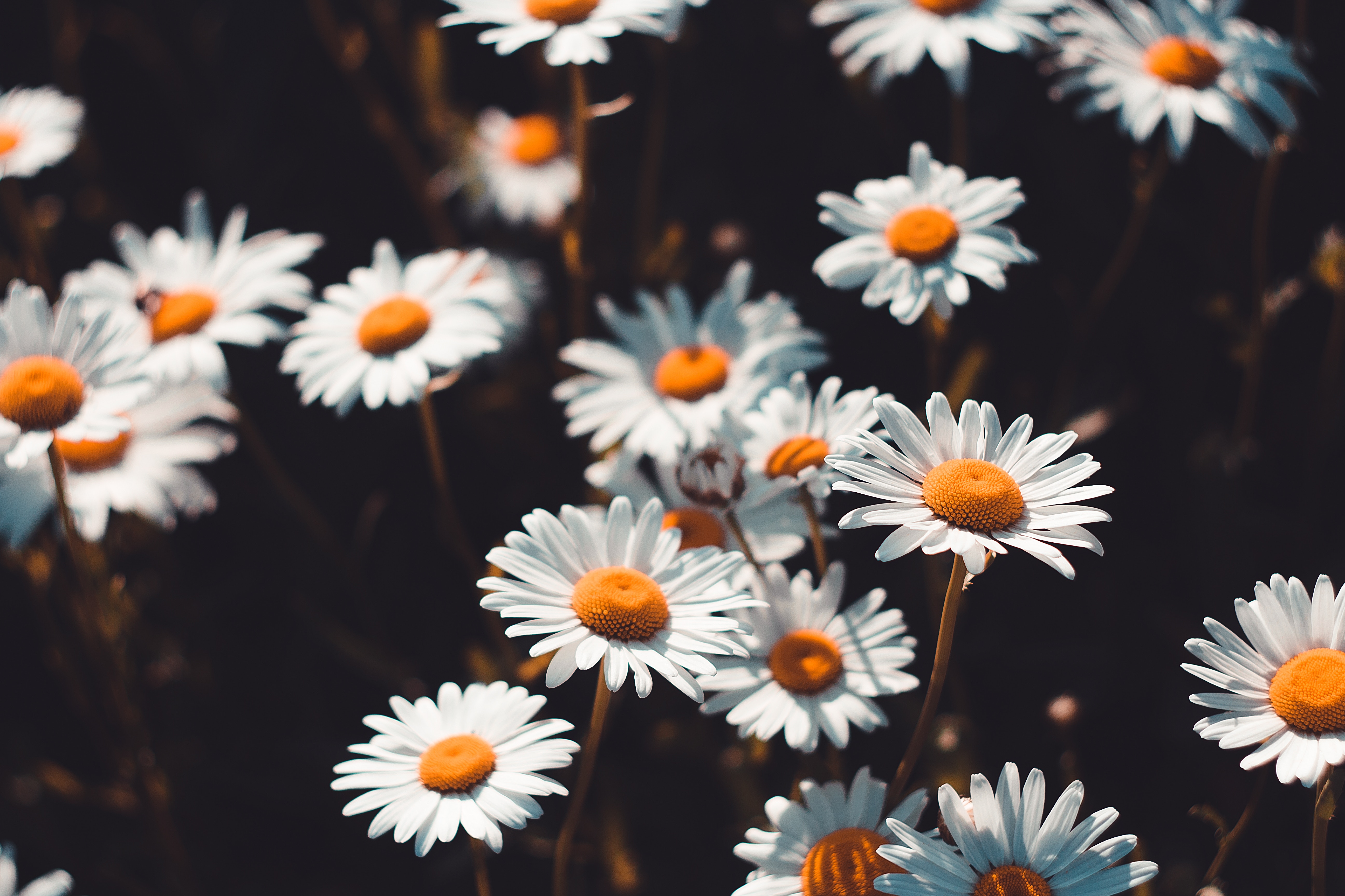 Download mobile wallpaper Field, Smooth, Flowering, Flowers, Bloom, Camomile, Blur for free.