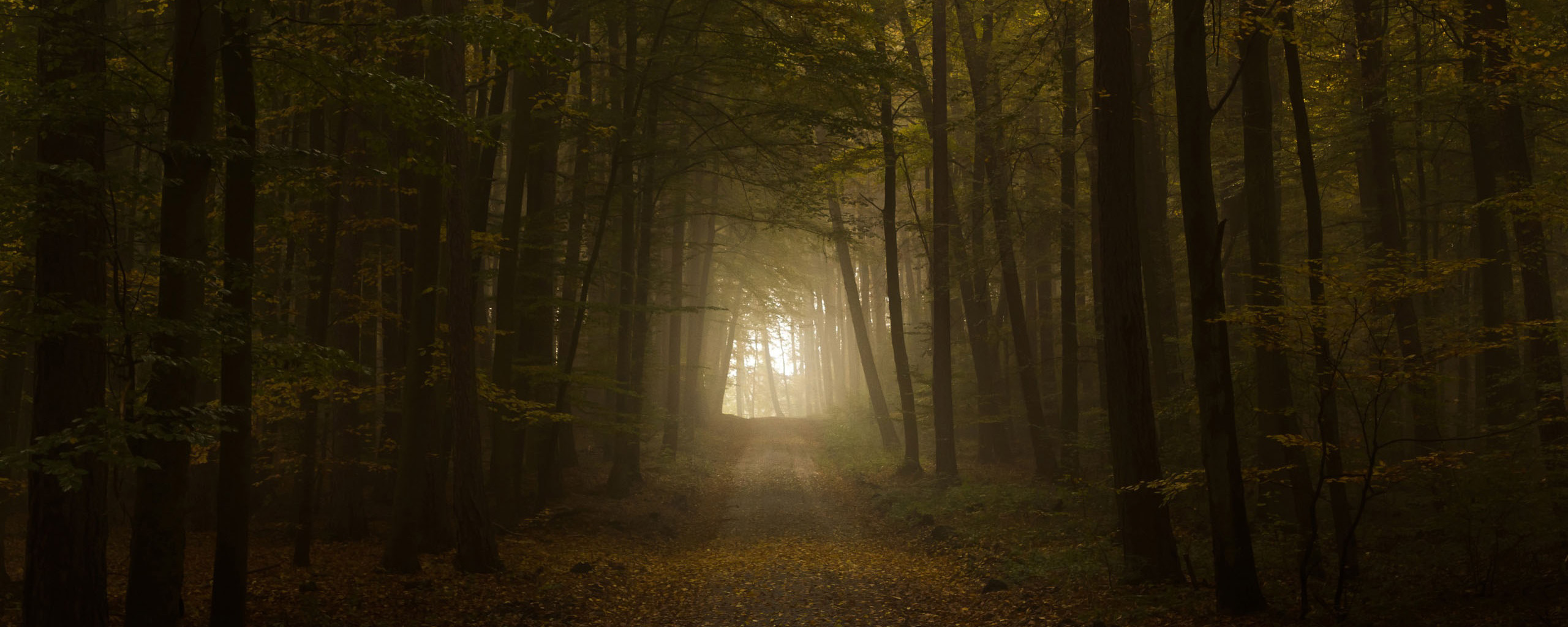 Téléchargez gratuitement l'image Route, Forêt, Construction Humaine sur le bureau de votre PC