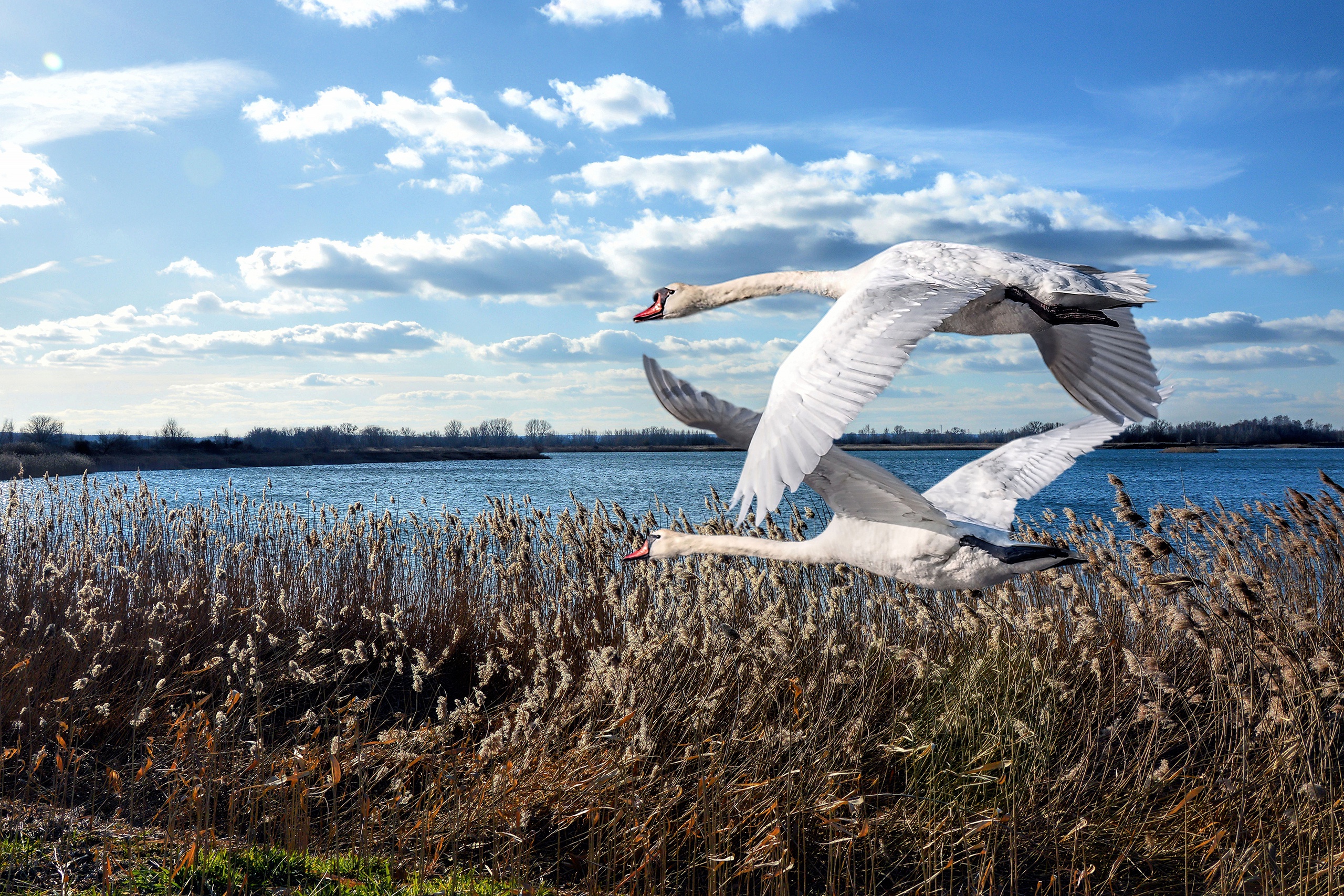 Free download wallpaper Mute Swan, Birds, Animal on your PC desktop