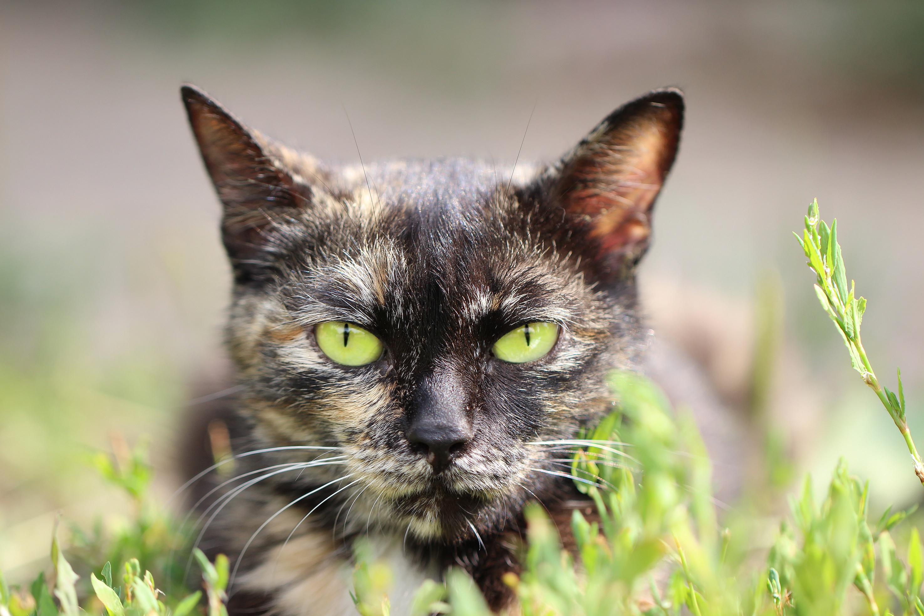 Baixe gratuitamente a imagem Animais, Gatos, Gato na área de trabalho do seu PC