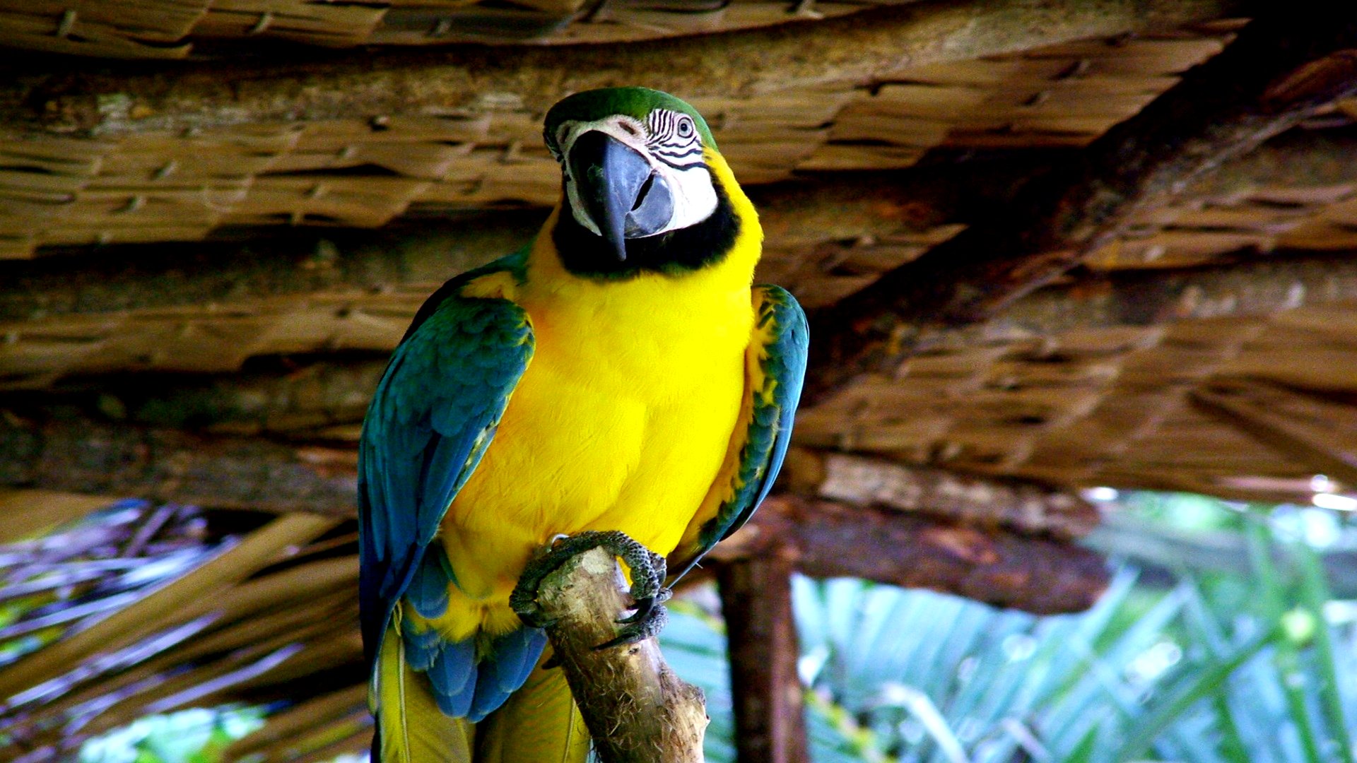 無料モバイル壁紙青と黄色のコンゴウインコ, 鳥, 動物をダウンロードします。