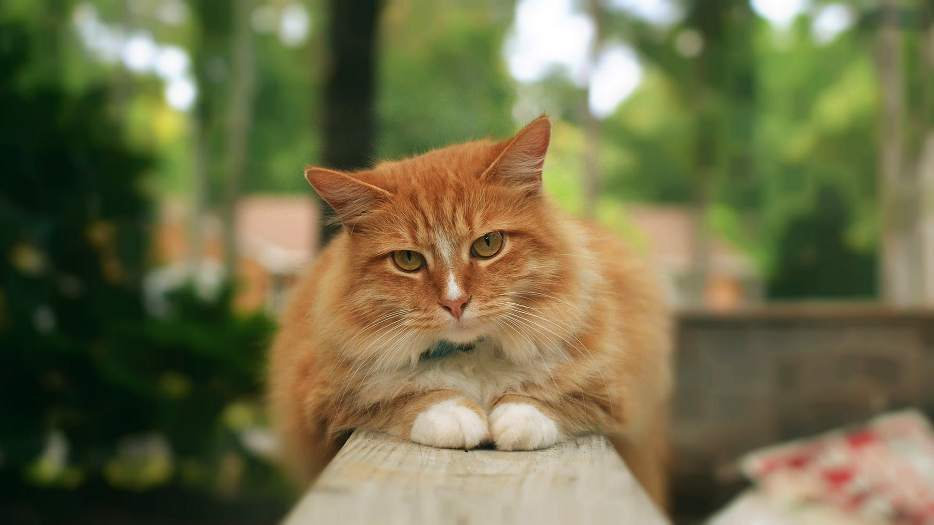 Baixe gratuitamente a imagem Animais, Gatos, Gato na área de trabalho do seu PC