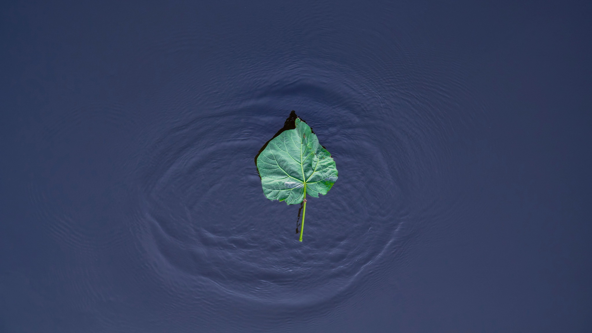 Download mobile wallpaper Nature, Water, Leaf, Earth, Minimalist for free.