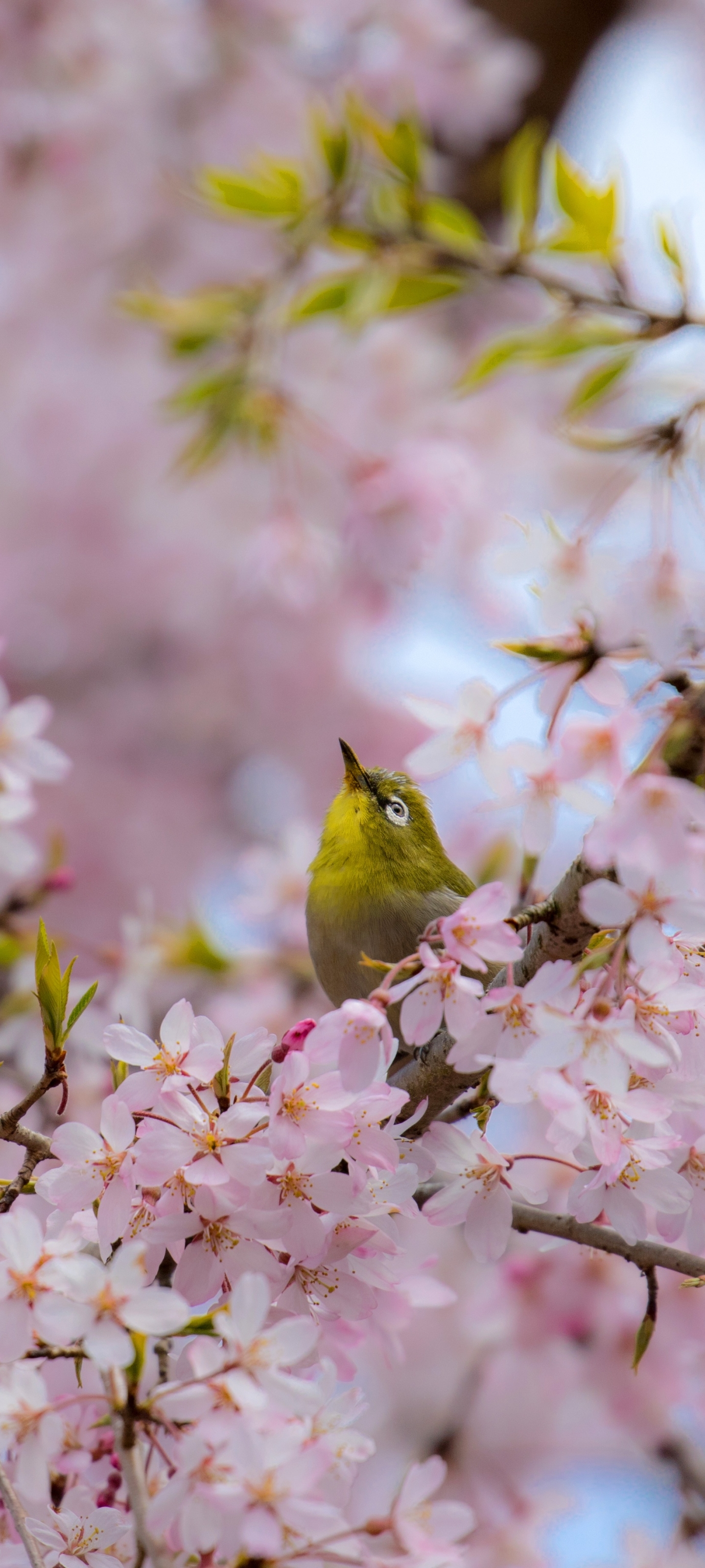 Скачать обои бесплатно Животные, Птицы, Цветущие, Цвести, Японская Белоглазка картинка на рабочий стол ПК