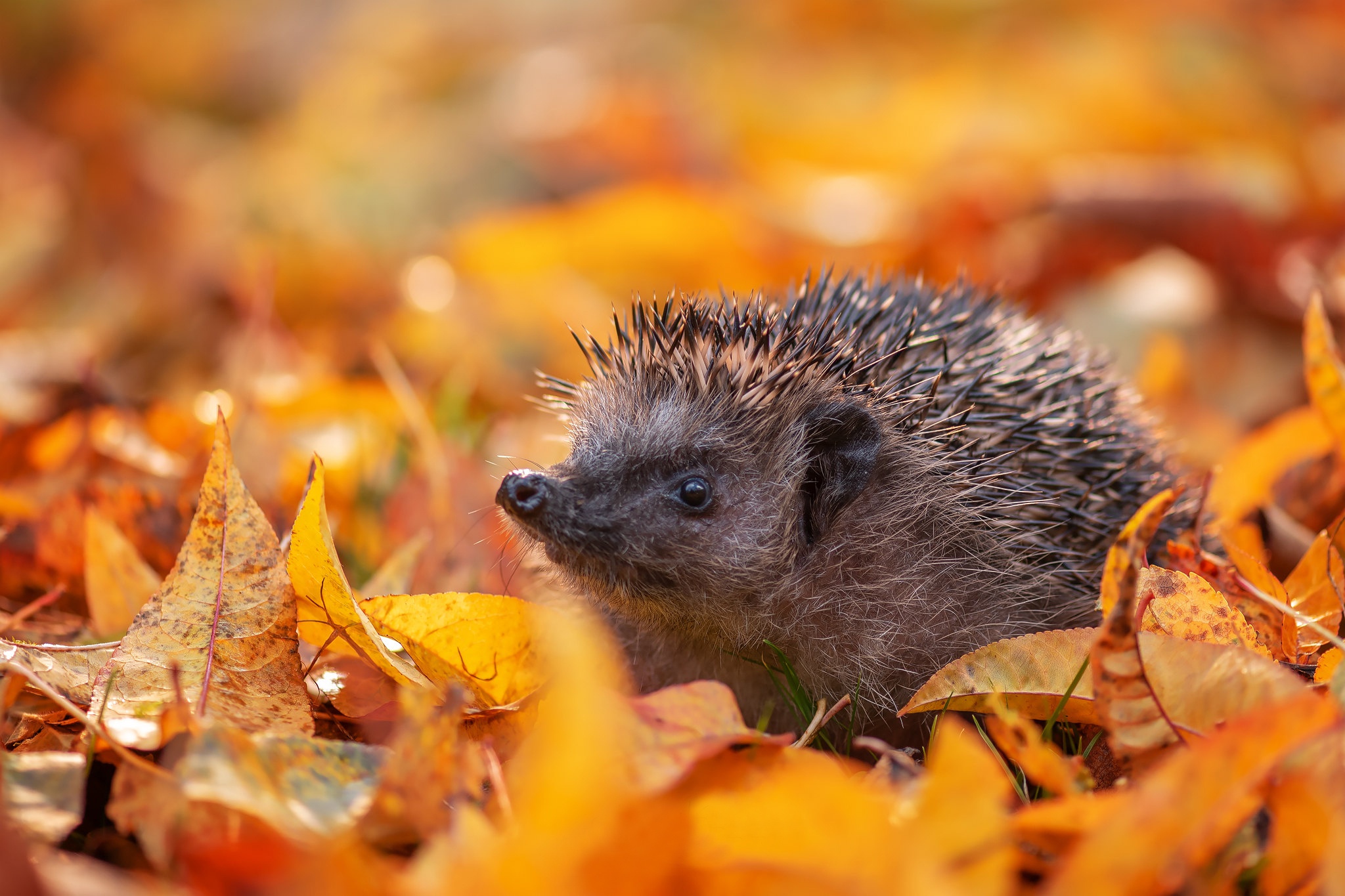 Free download wallpaper Leaf, Fall, Animal, Hedgehog on your PC desktop