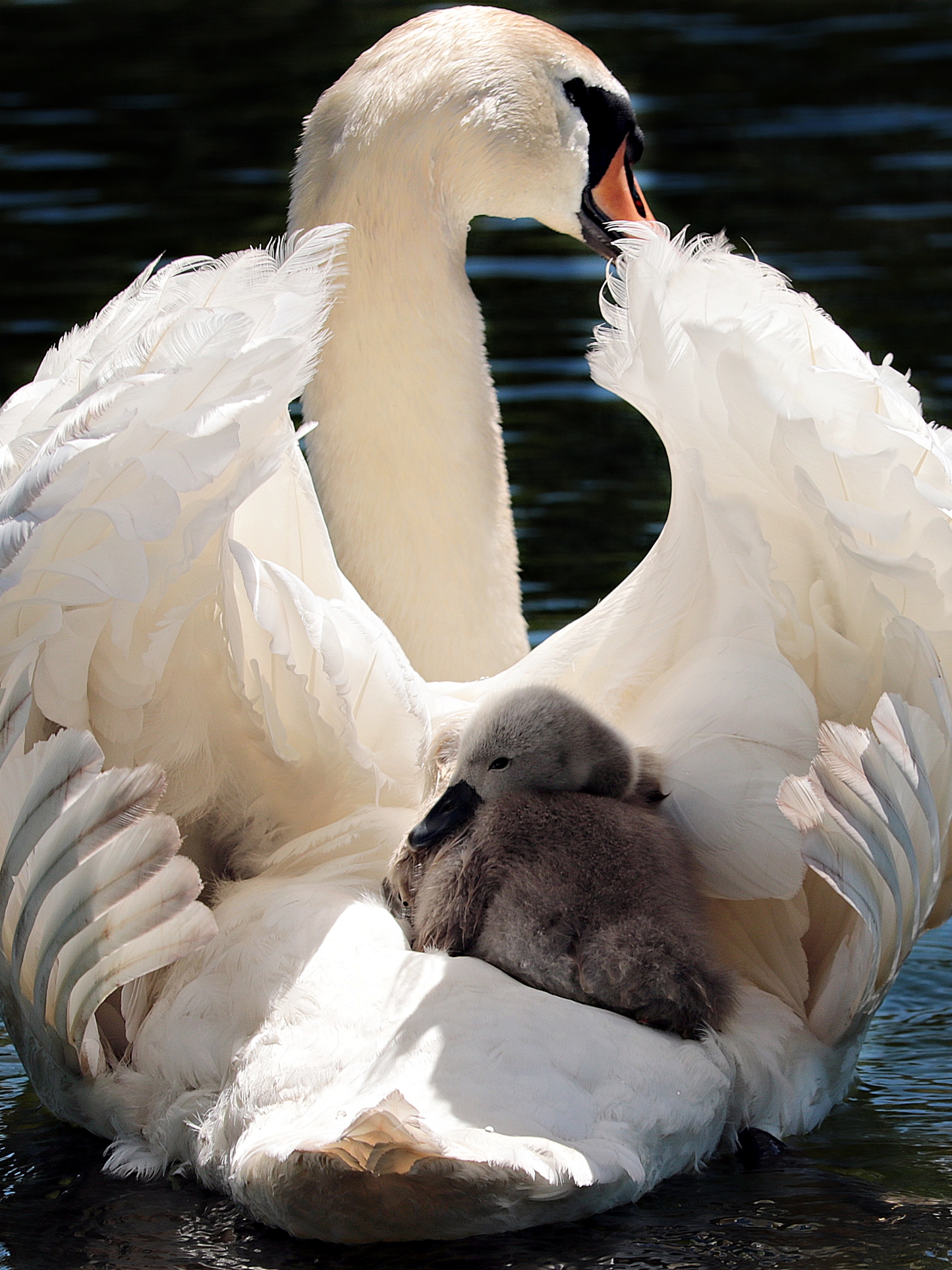 Download mobile wallpaper Birds, Bird, Animal, Swan, Baby Animal, Cygnet for free.