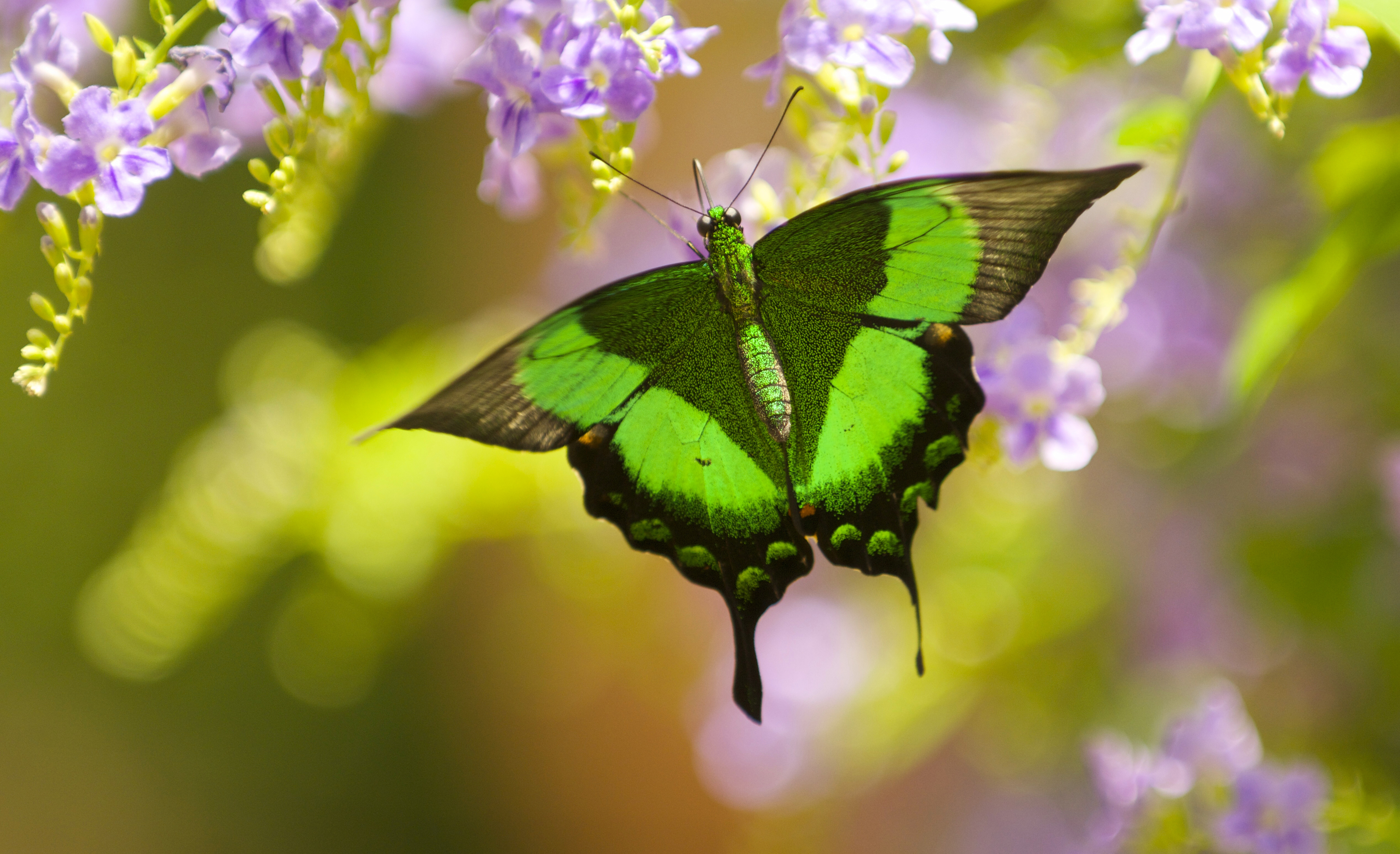 無料モバイル壁紙動物, 蝶, 花, 閉じる, ボケ, 虫をダウンロードします。