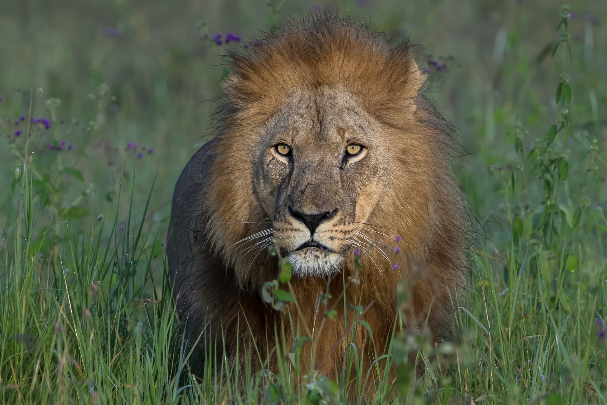 Téléchargez des papiers peints mobile Animaux, Chats, Lion gratuitement.