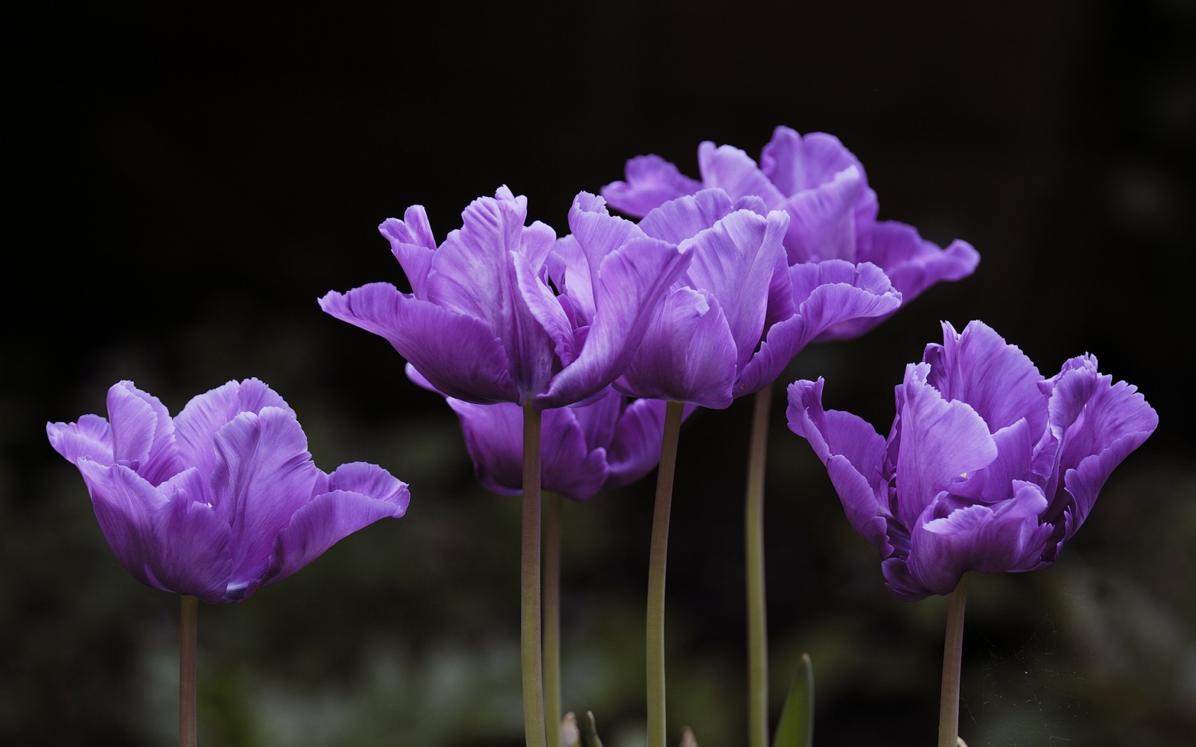 356330 Salvapantallas y fondos de pantalla Flores en tu teléfono. Descarga imágenes de  gratis