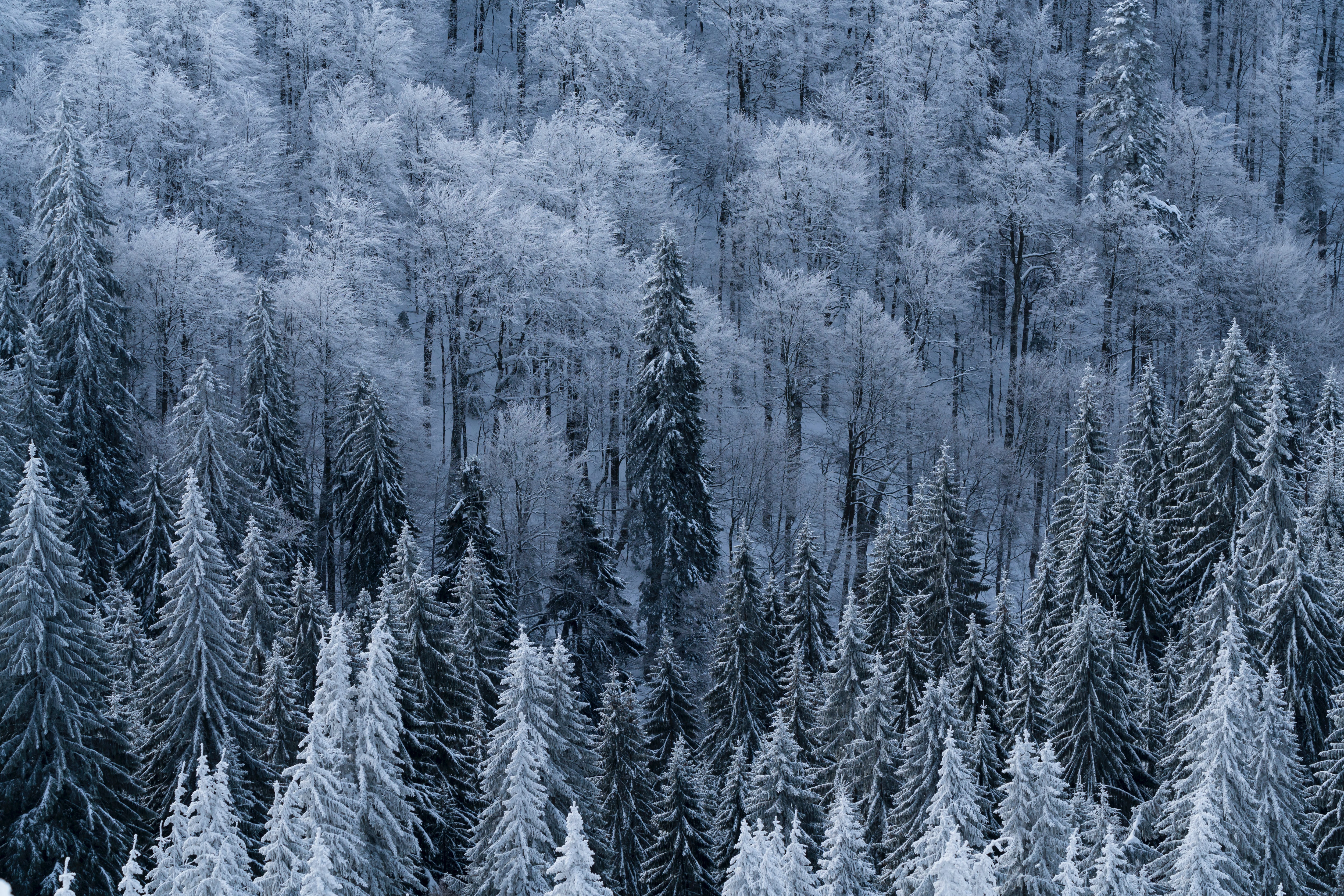 Скачать обои бесплатно Вид Сверху, Заснеженный, Деревья, Лес, Мороз, Природа, Зима картинка на рабочий стол ПК