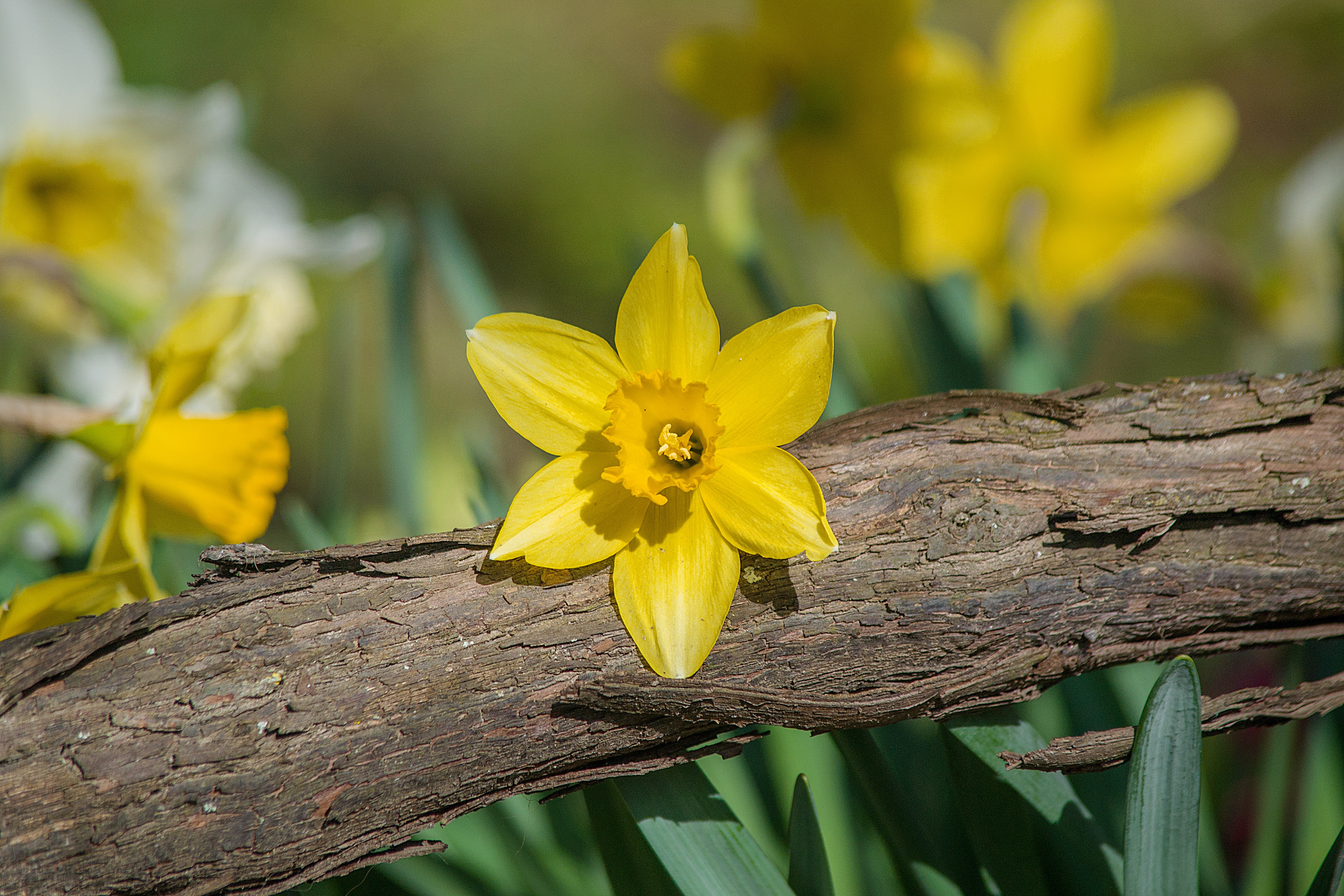 Baixe gratuitamente a imagem Flores, Flor, Primavera, Terra/natureza, Narcissus na área de trabalho do seu PC