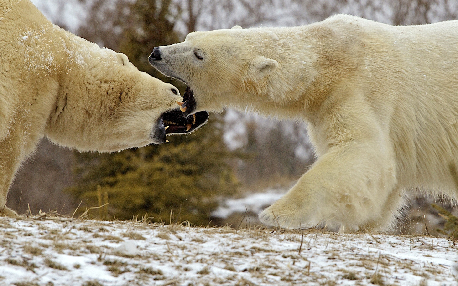 Handy-Wallpaper Tiere, Bären, Eisbär kostenlos herunterladen.