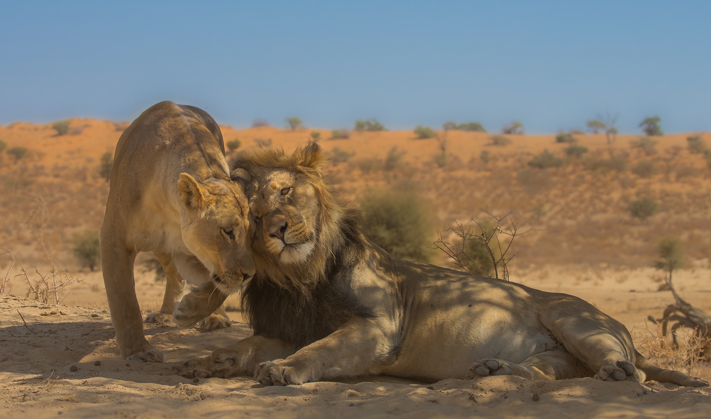 Descarga gratuita de fondo de pantalla para móvil de Animales, Gatos, Pareja, León.