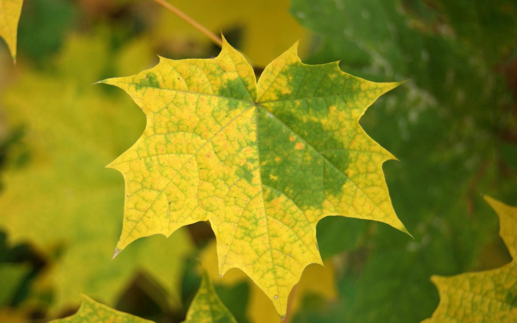 autumn, leaves, macro, maple, fallen HD wallpaper