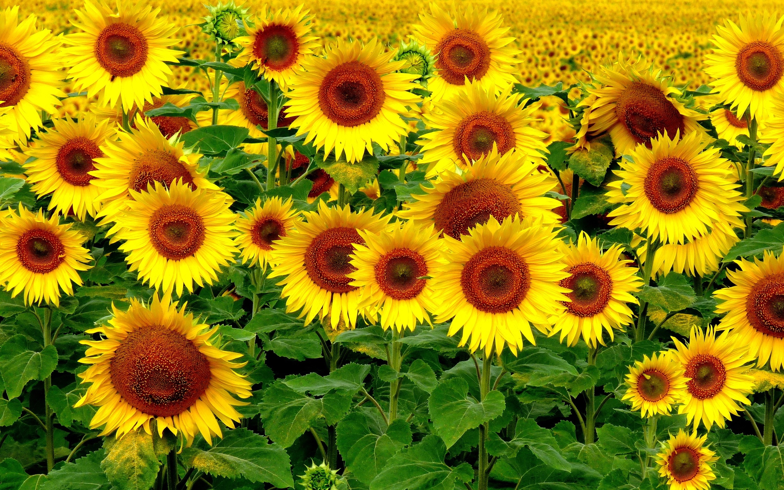 Download mobile wallpaper Earth, Sunflower for free.