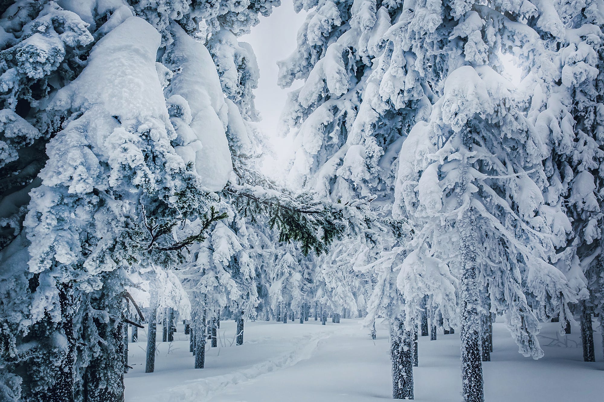 PCデスクトップに冬, 雪, モミの木, 道, 地球画像を無料でダウンロード