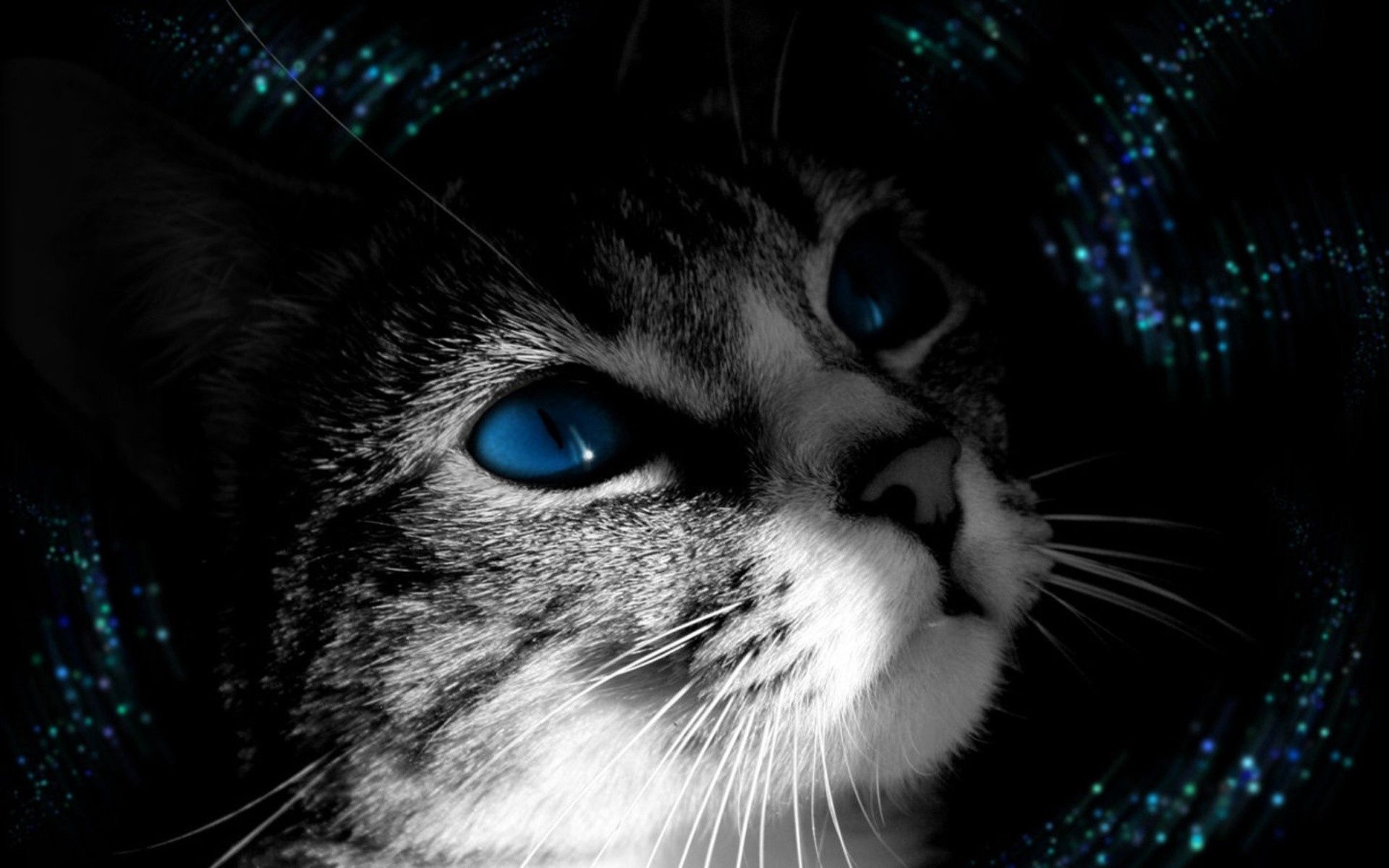 cat, bw, animals, muzzle, chb, blue eyed HD wallpaper