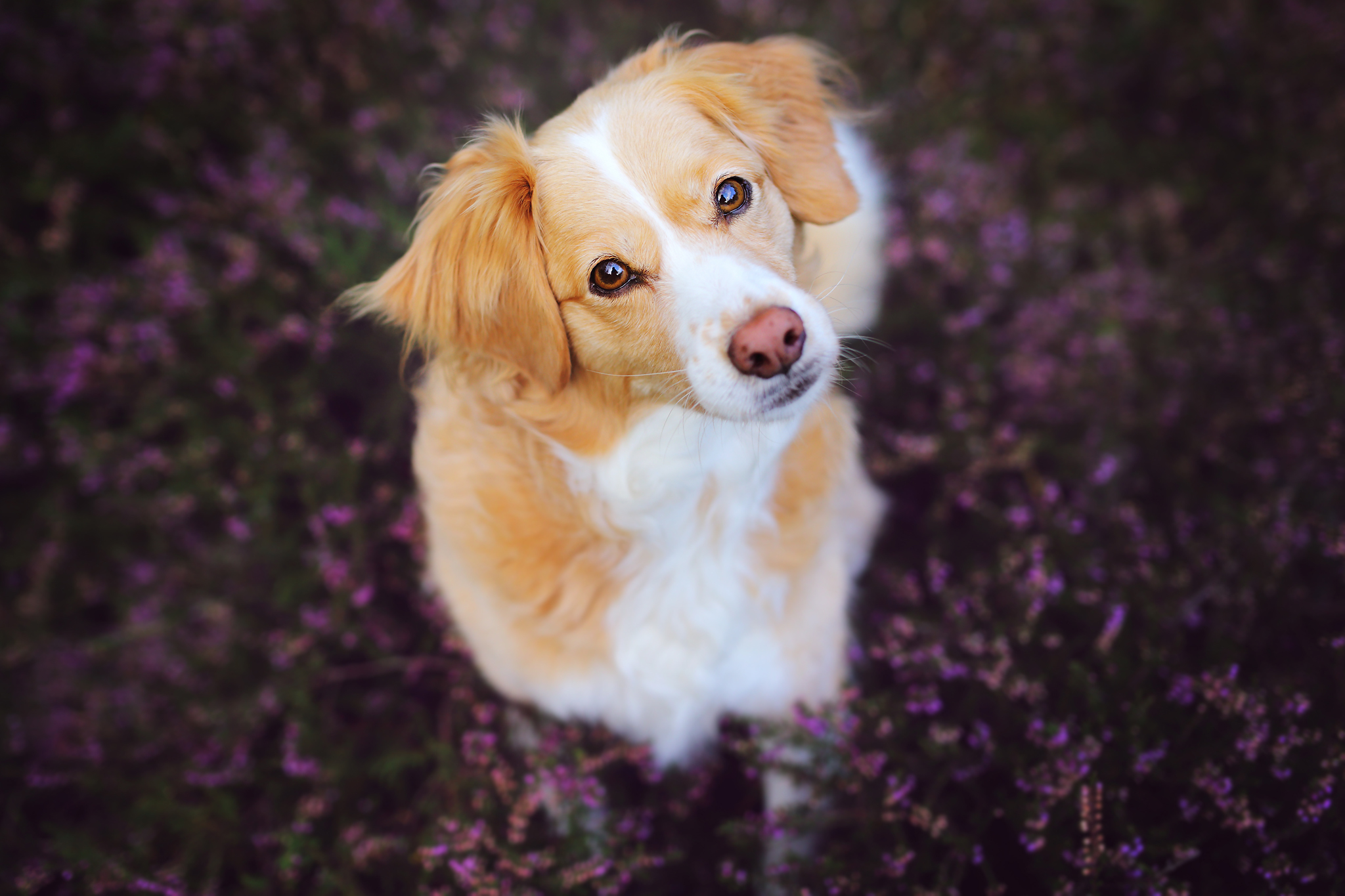 Téléchargez gratuitement l'image Animaux, Chiens, Chien, Museau sur le bureau de votre PC