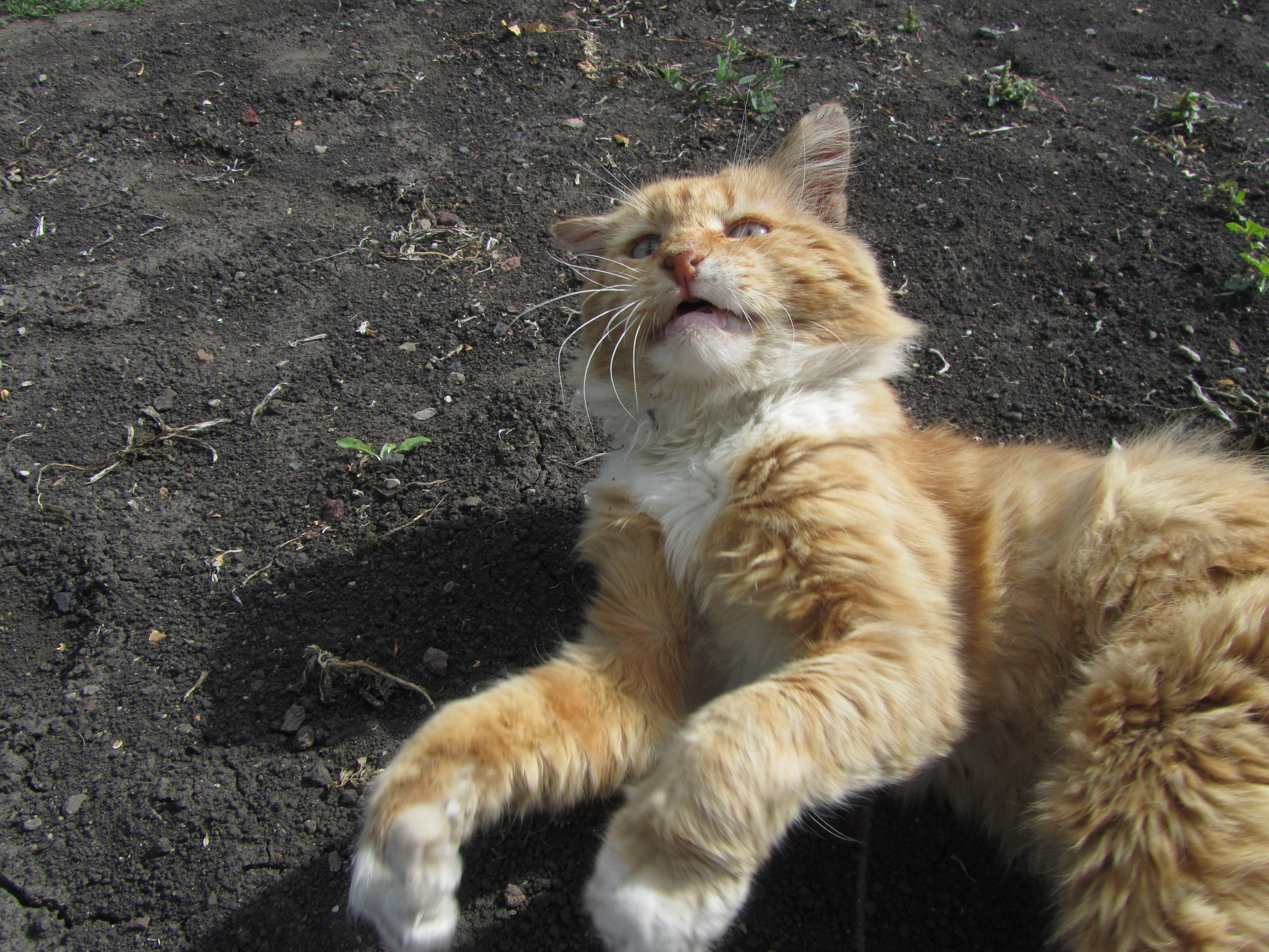 Baixar papel de parede para celular de Animais, Gato gratuito.