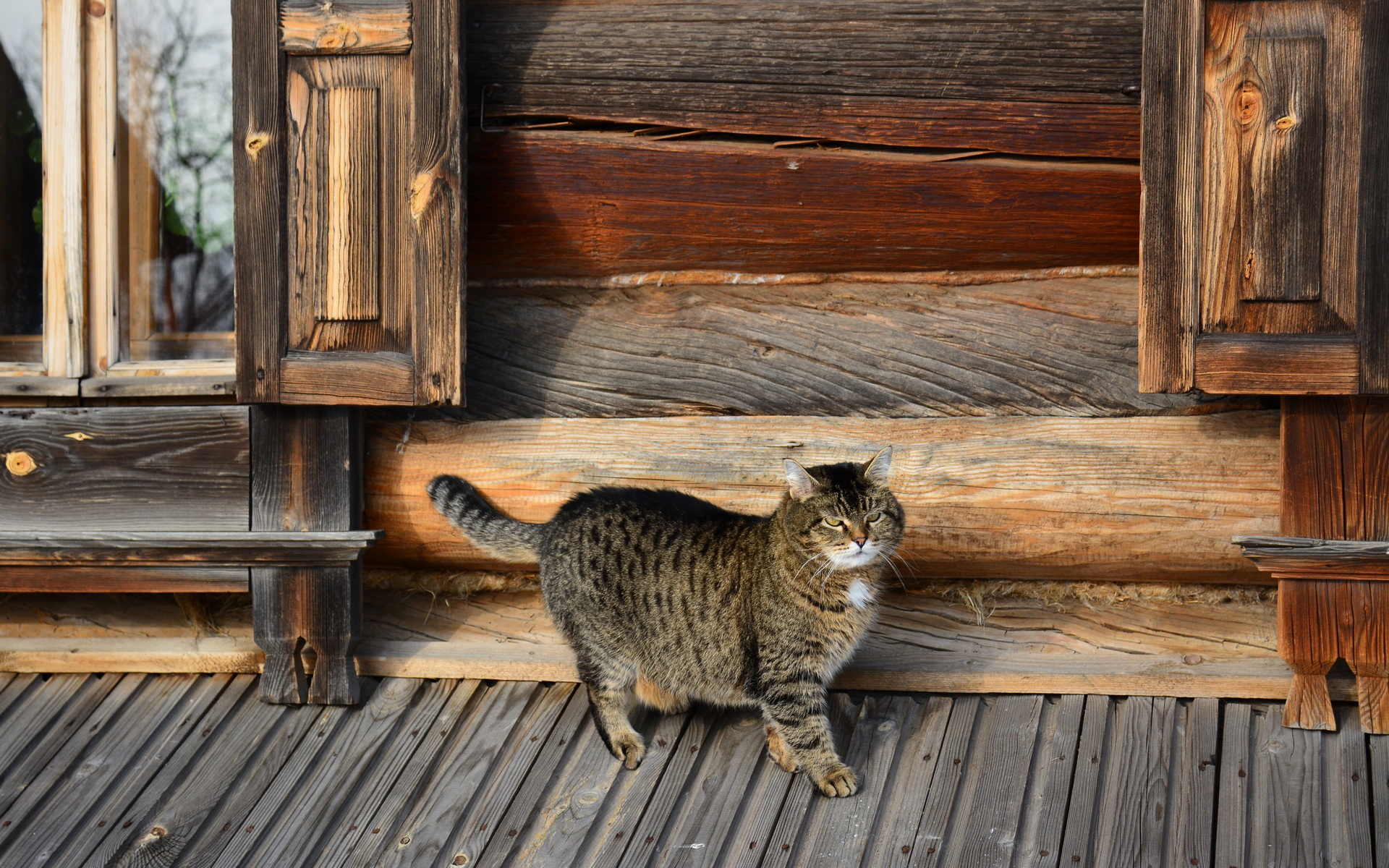 Descarga gratuita de fondo de pantalla para móvil de Animales, Gatos, Gato.