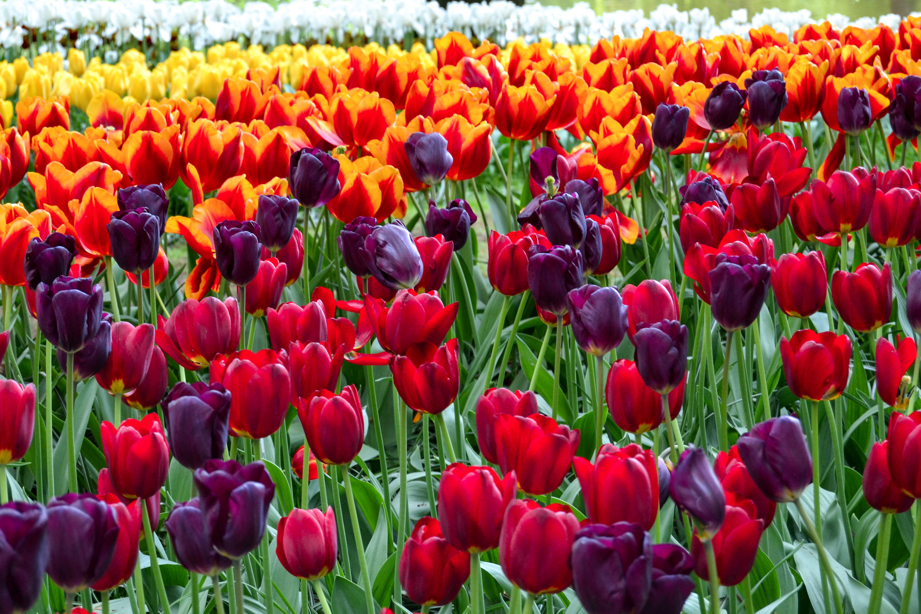 Download mobile wallpaper Nature, Flowers, Flower, Earth, Field, Tulip, Purple Flower, Red Flower, Pink Flower for free.