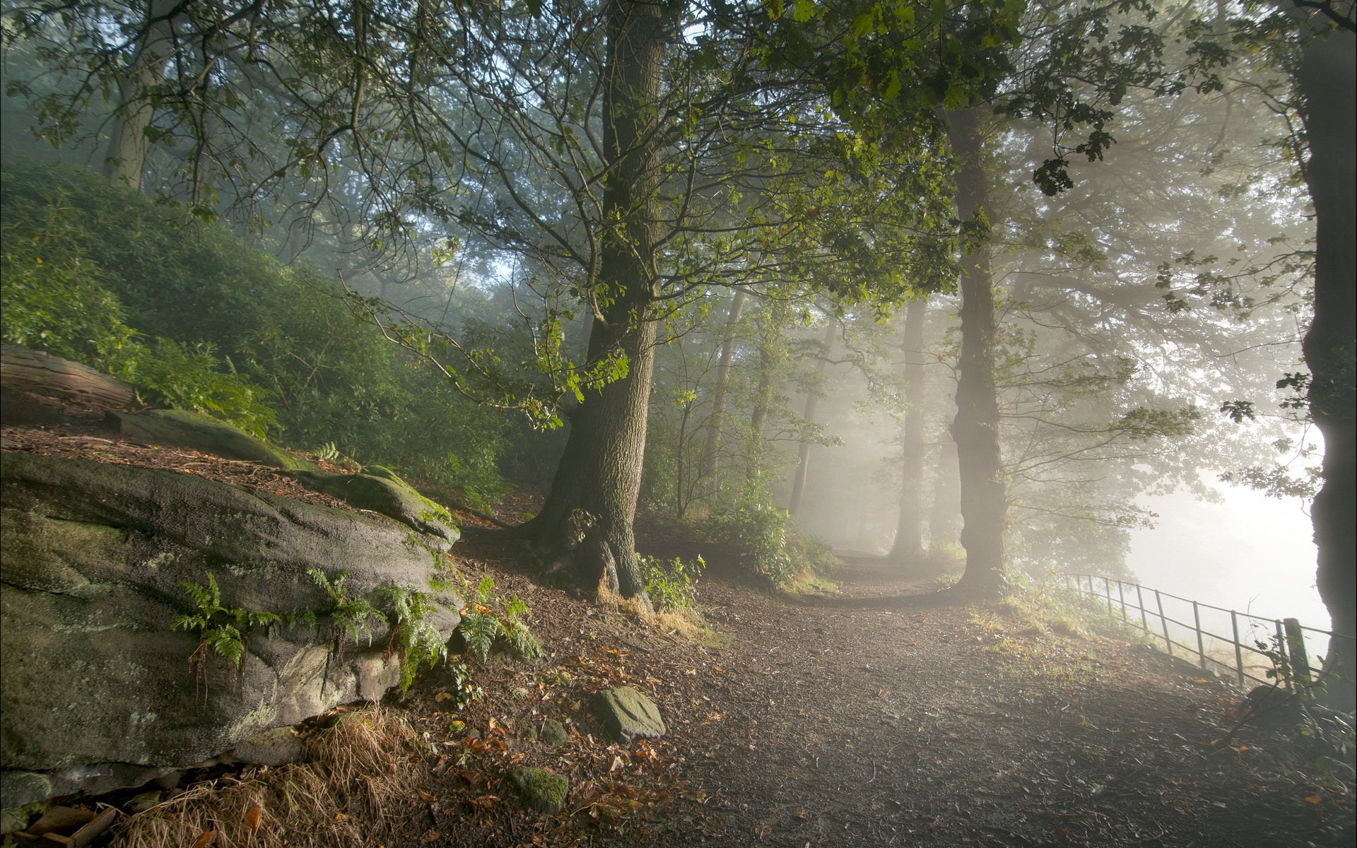 Free download wallpaper Landscape, Forest, Fog, Earth, Path, Scenic on your PC desktop