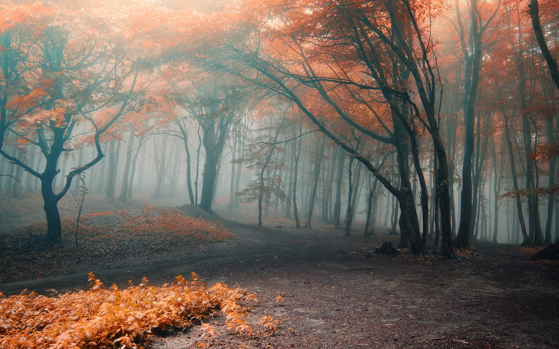 fall, forest, road, fog, earth