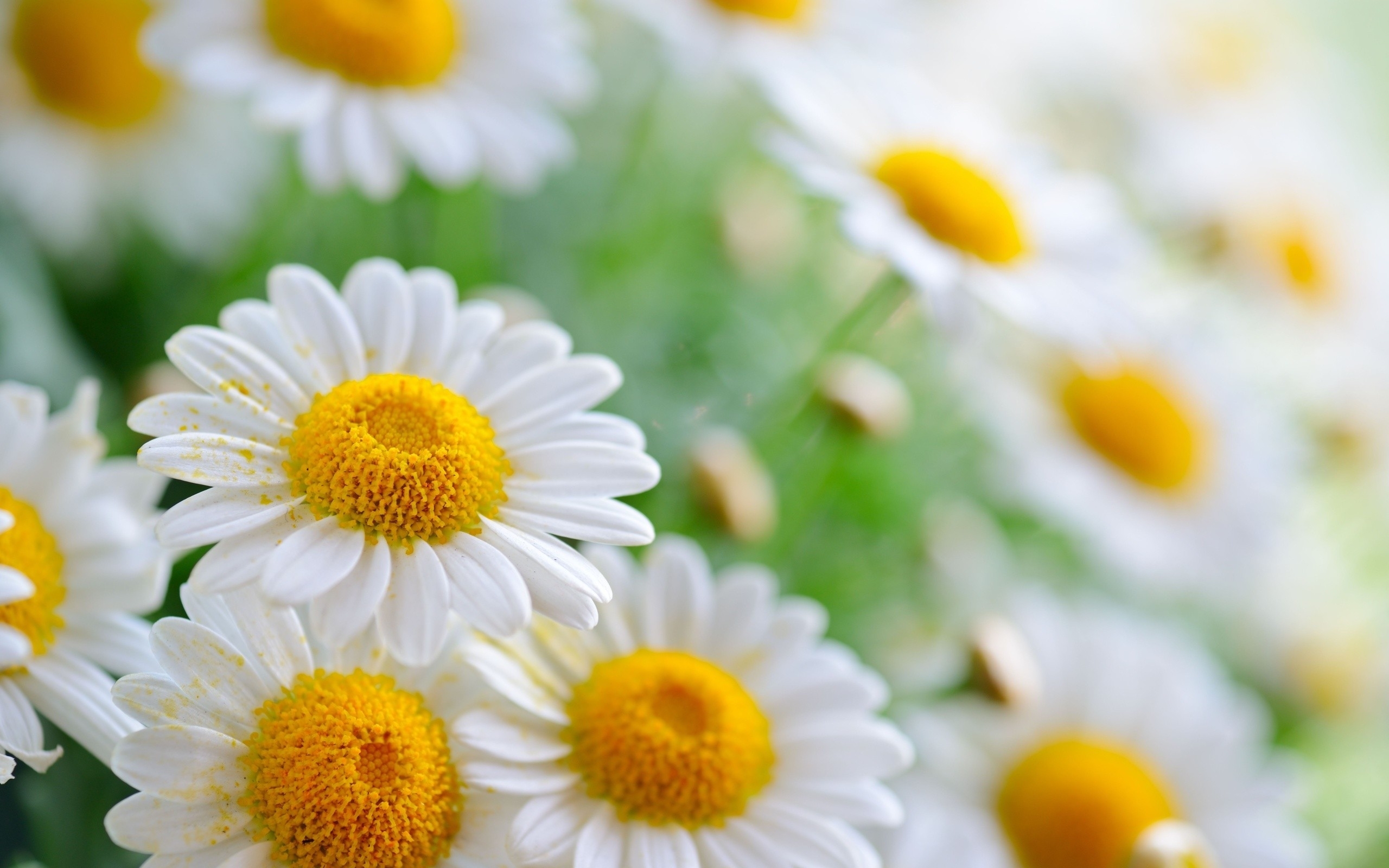 Laden Sie das Blumen, Kamille, Pflanzen-Bild kostenlos auf Ihren PC-Desktop herunter