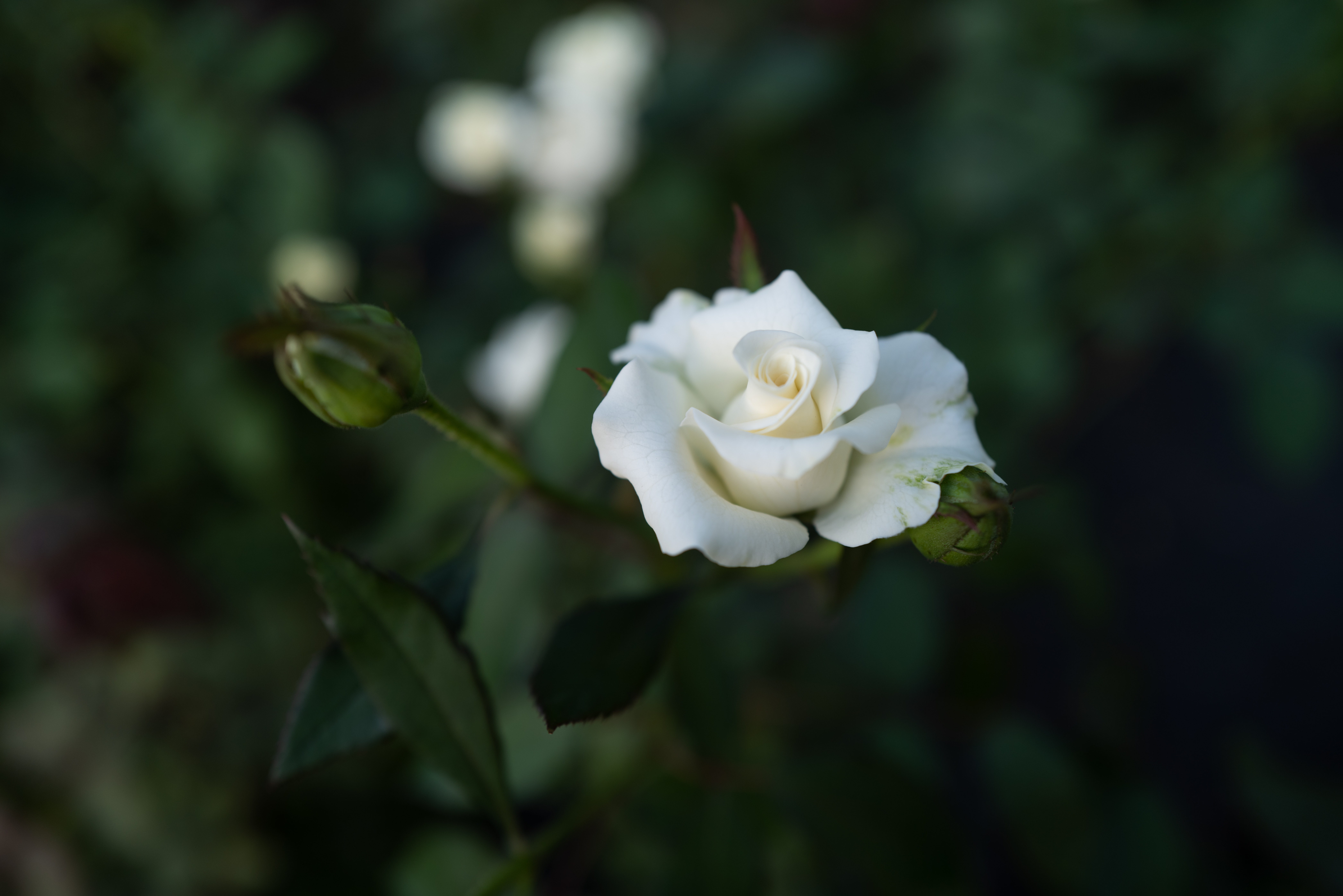 rose flower, flowers, white, flower, rose, bloom, flowering, buds Phone Background