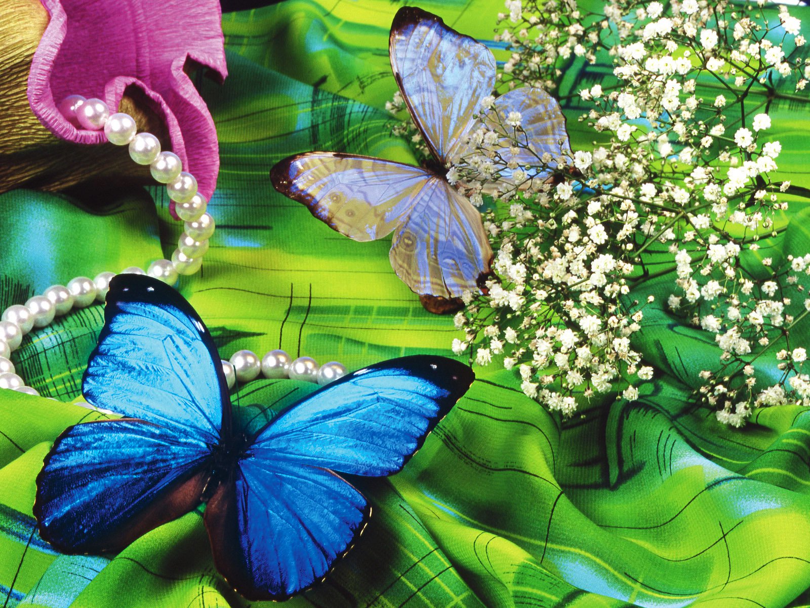 Free download wallpaper Still Life, Butterfly, Animal, Pearl on your PC desktop