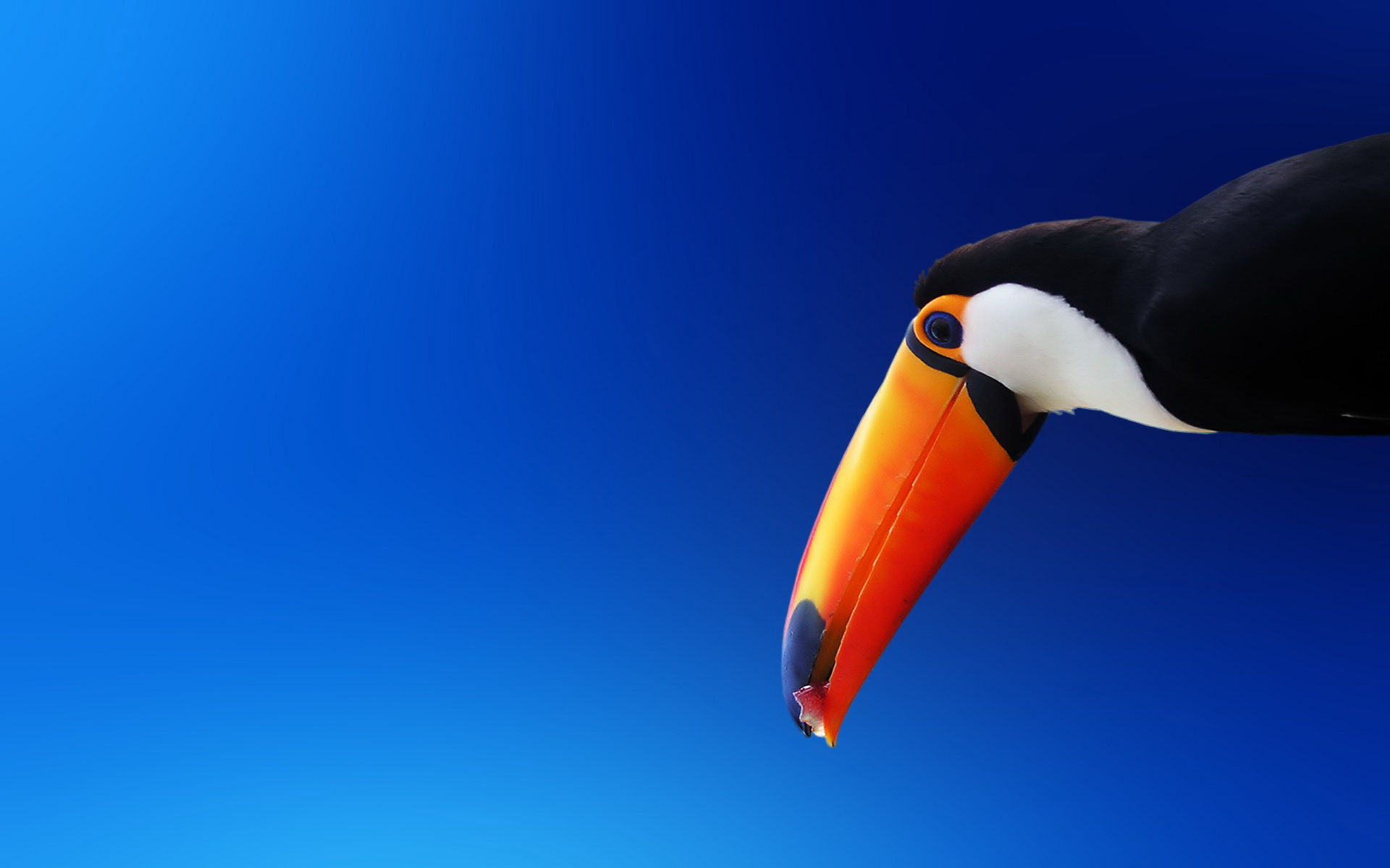 Téléchargez gratuitement l'image Animaux, Toucan sur le bureau de votre PC