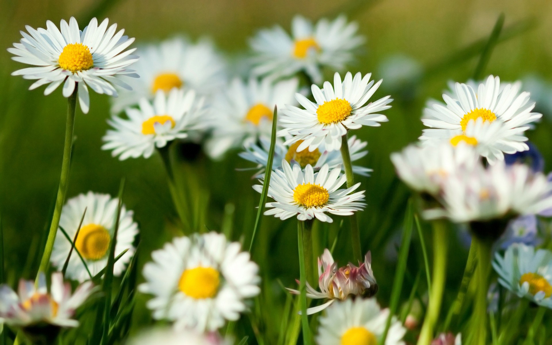 Téléchargez gratuitement l'image Fleur, Terre/nature sur le bureau de votre PC