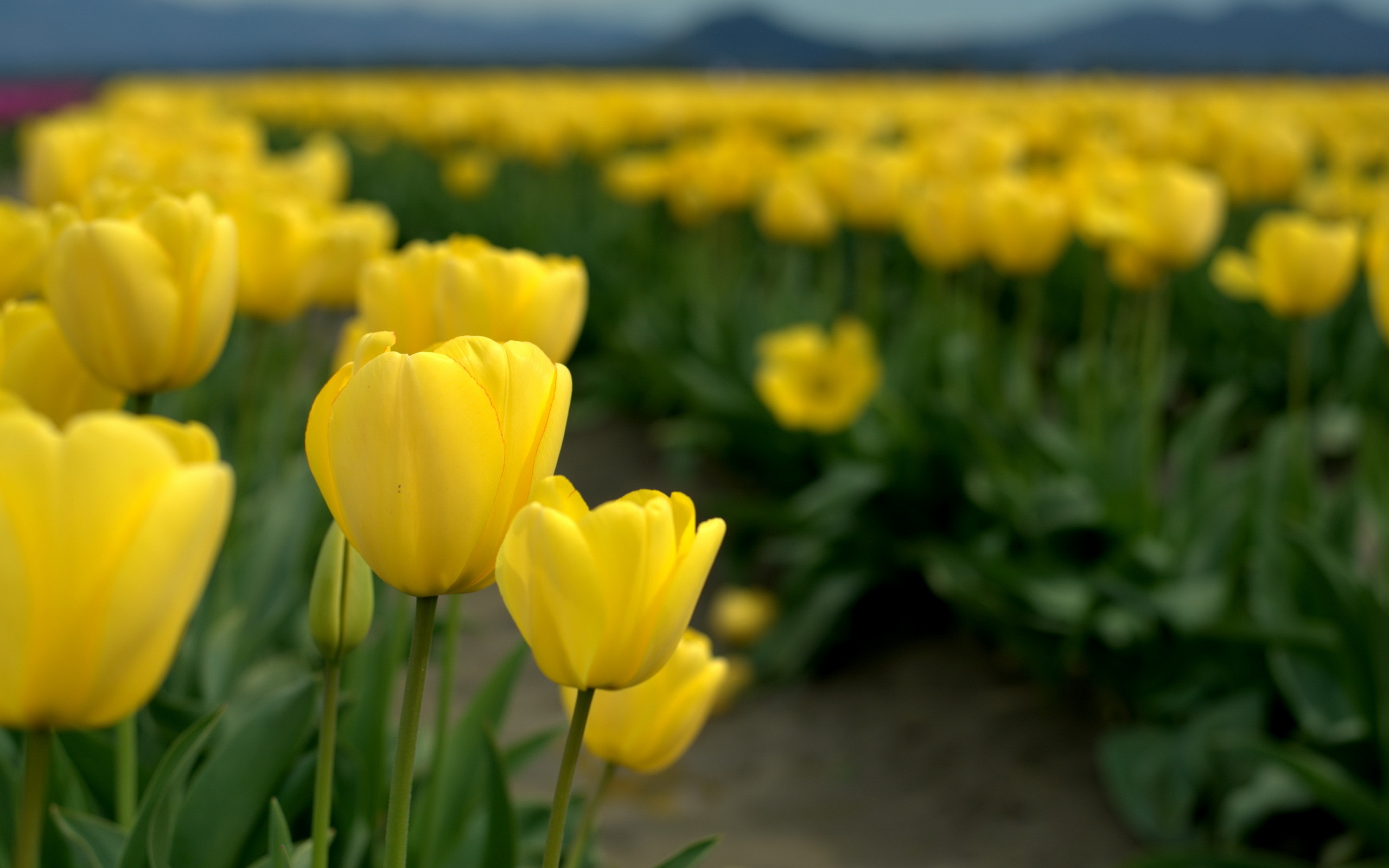 Descarga gratis la imagen Flores, Flor, Tulipán, Tierra/naturaleza en el escritorio de tu PC