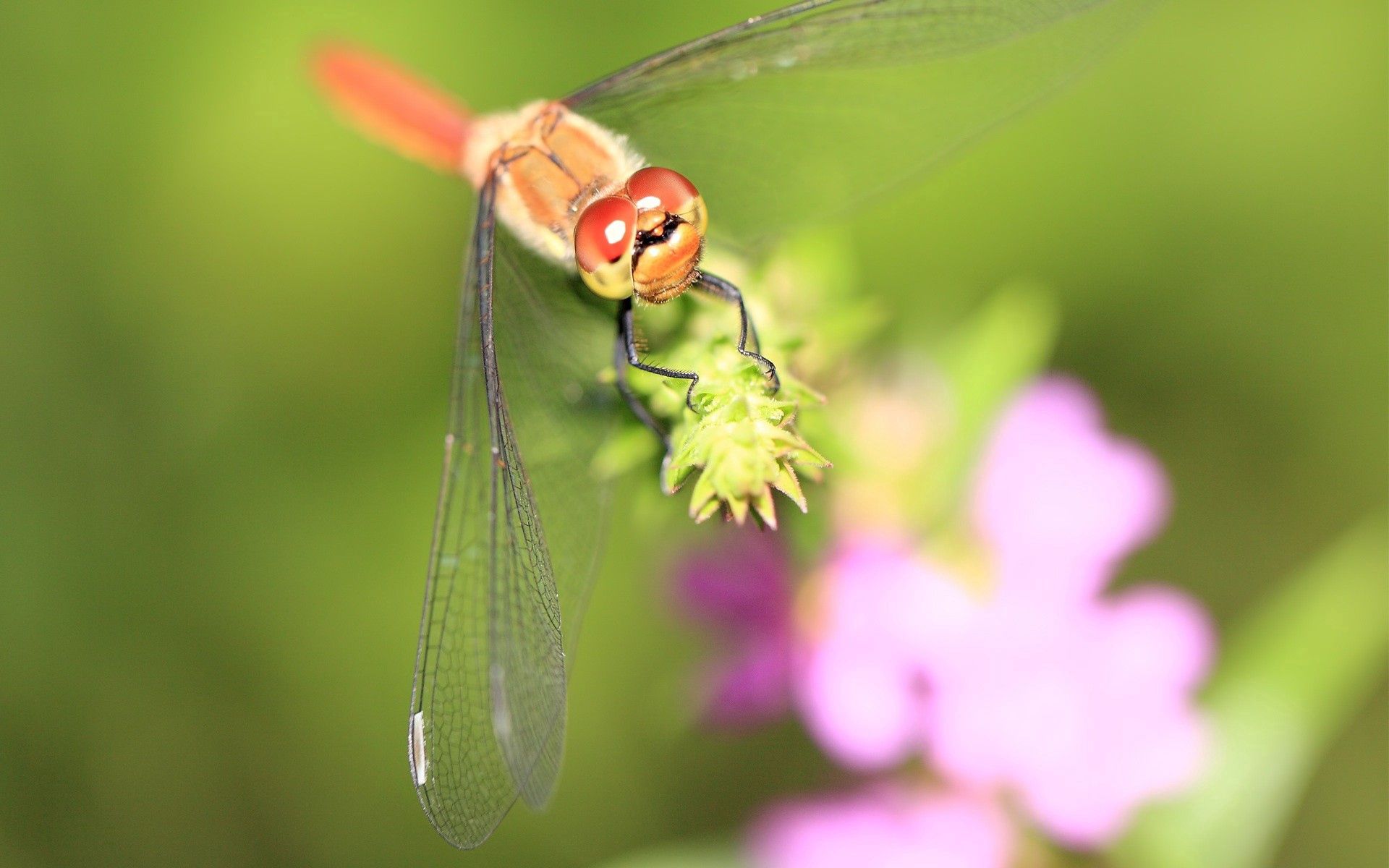 Download mobile wallpaper Glare, Leaves, Macro, Grass, Dragonfly for free.