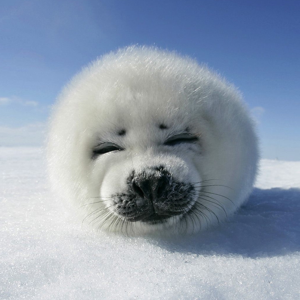 Download mobile wallpaper Ice, Seals, Animal, Seal for free.