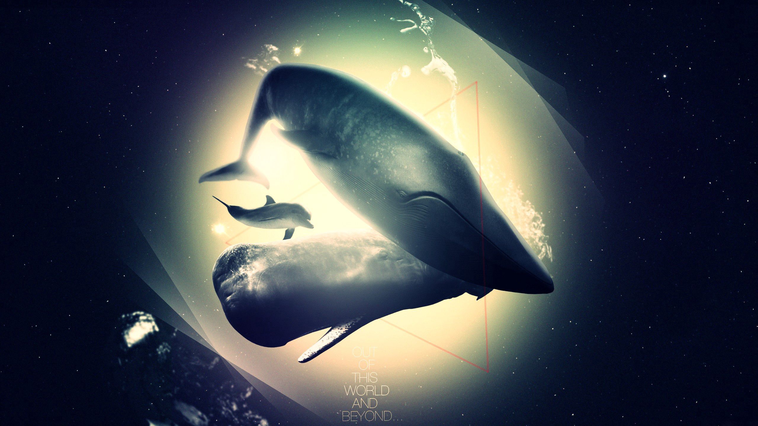 78564 скачать картинку кит, животные, свет, тень, дельфин, бездна - обои и заставки бесплатно